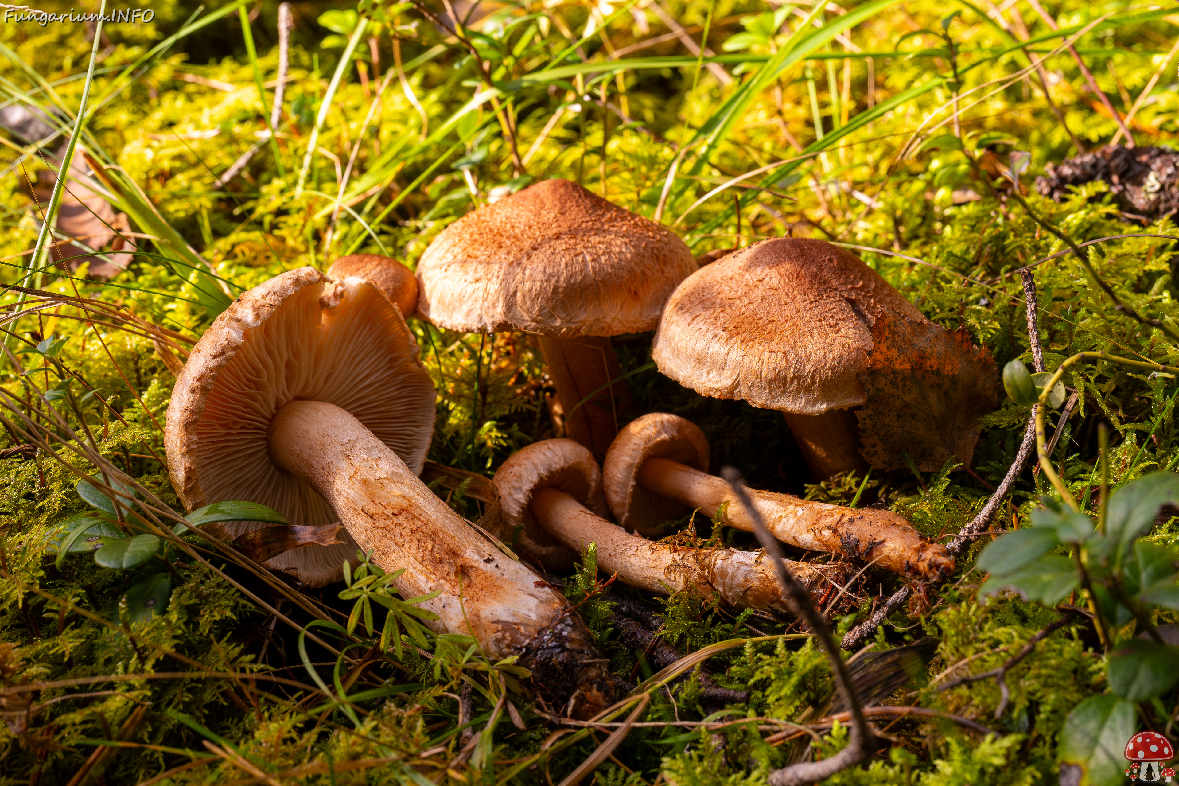 tricholoma-vaccinum_2024-10-12_1-6 