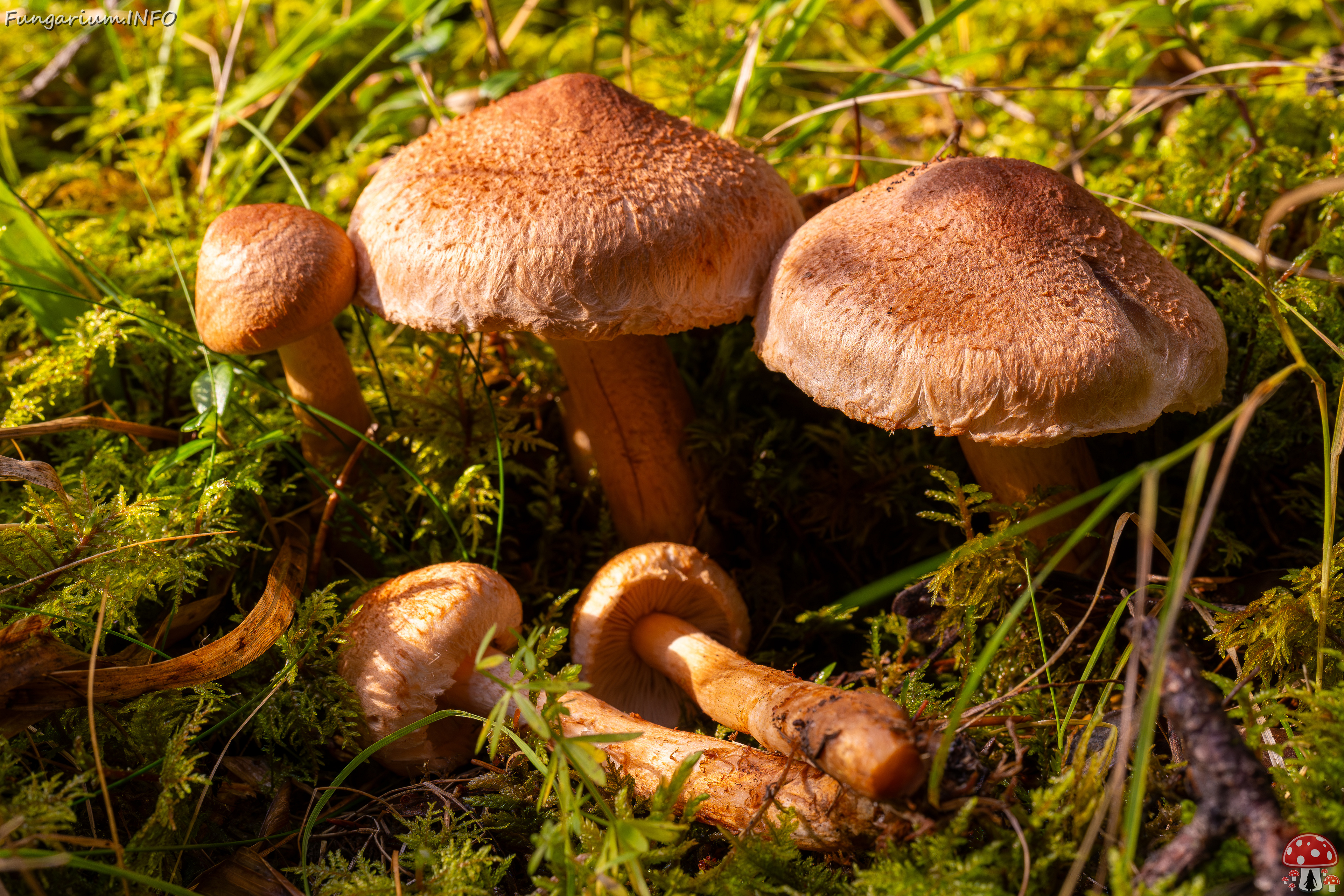 tricholoma-vaccinum_2024-10-12_1-7 