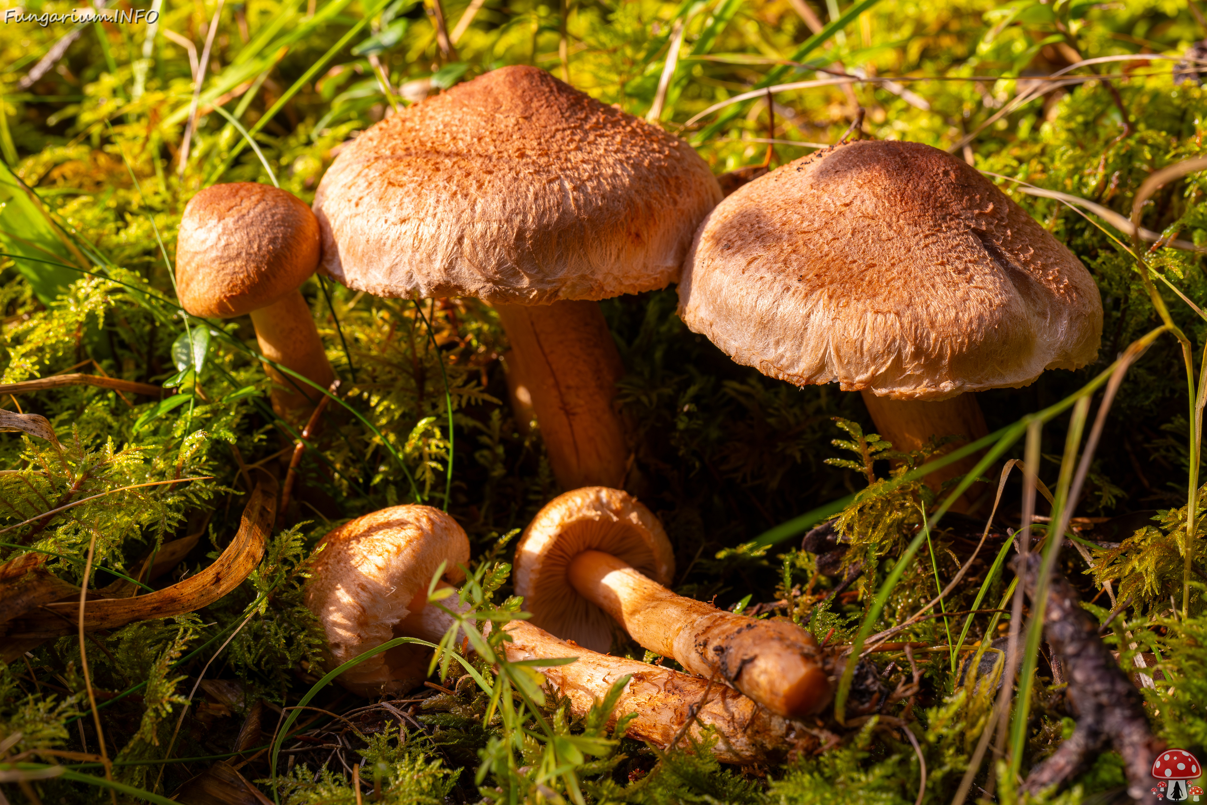 tricholoma-vaccinum_2024-10-12_1-8 