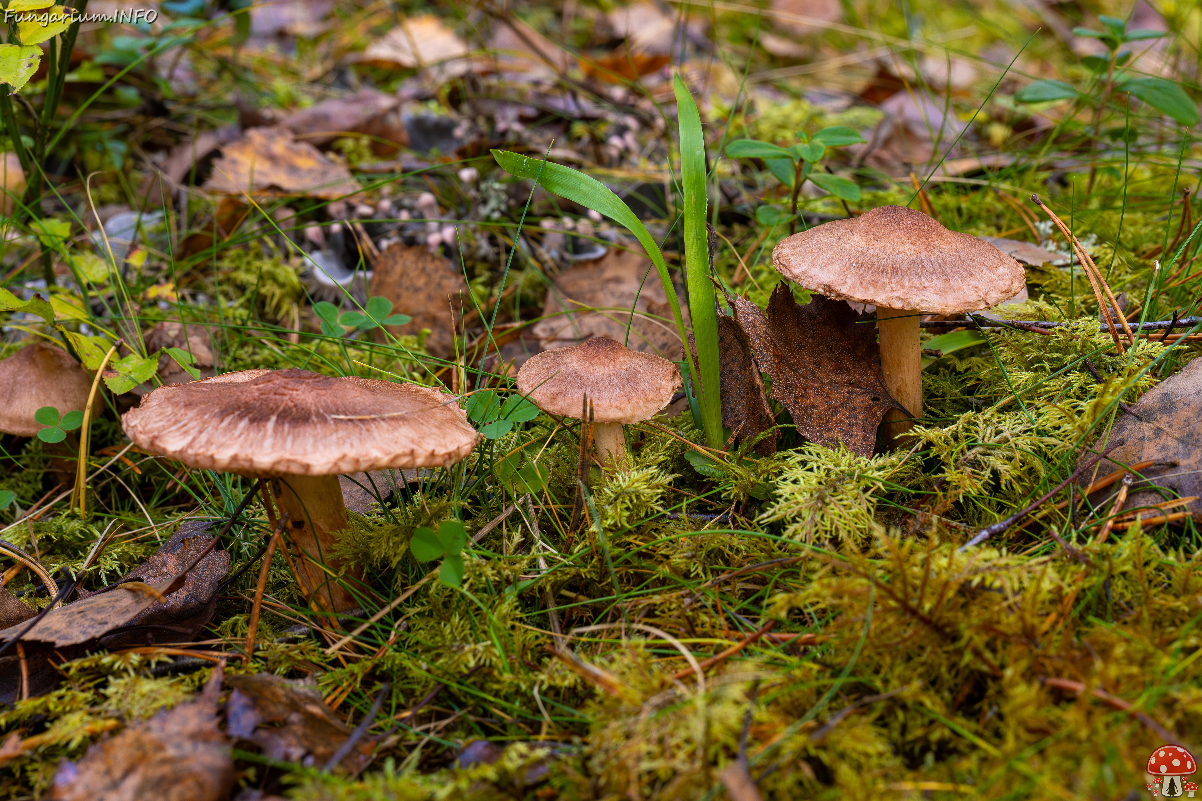 tricholoma-vaccinum_2024-10-19_1-1 