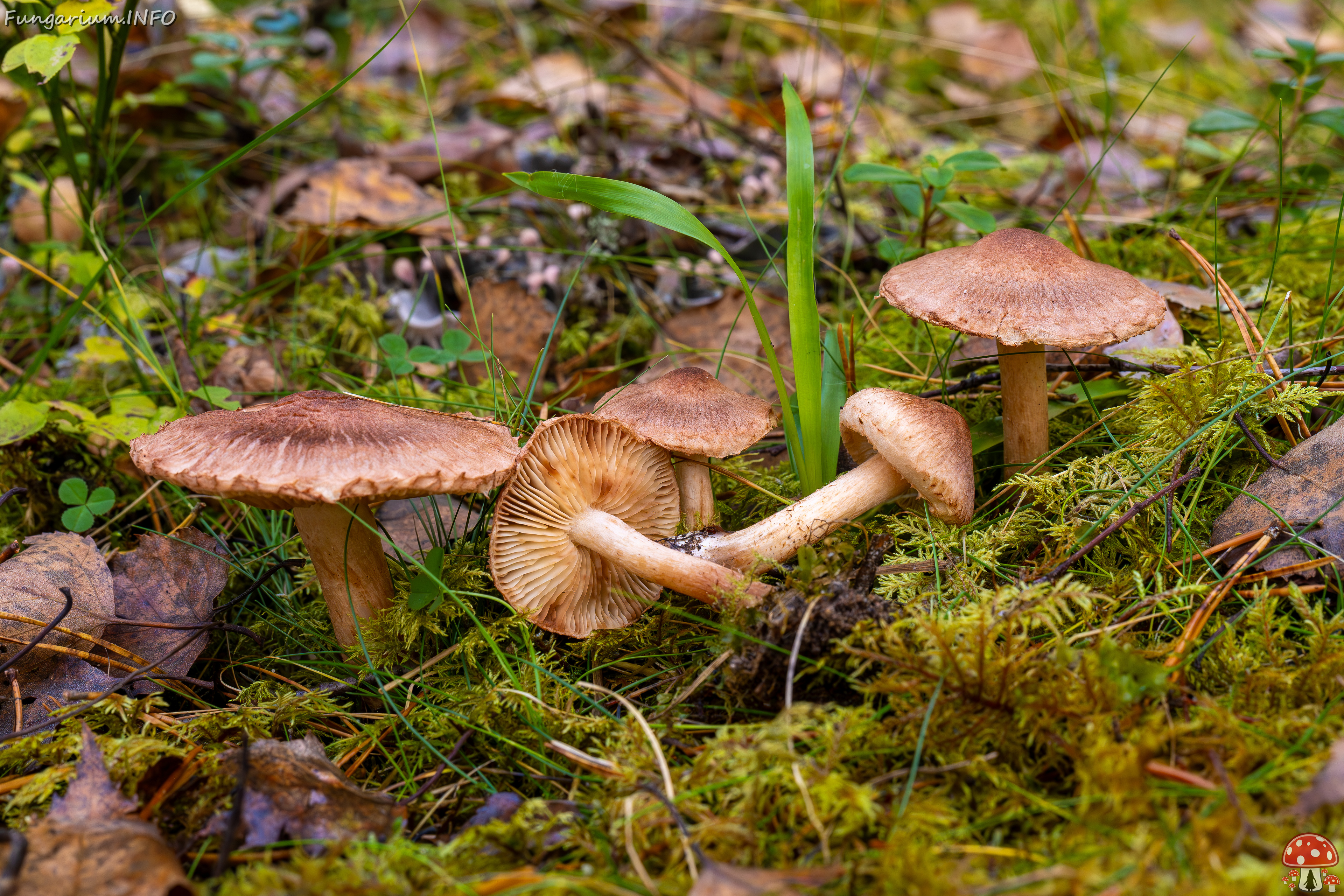 tricholoma-vaccinum_2024-10-19_1-10 