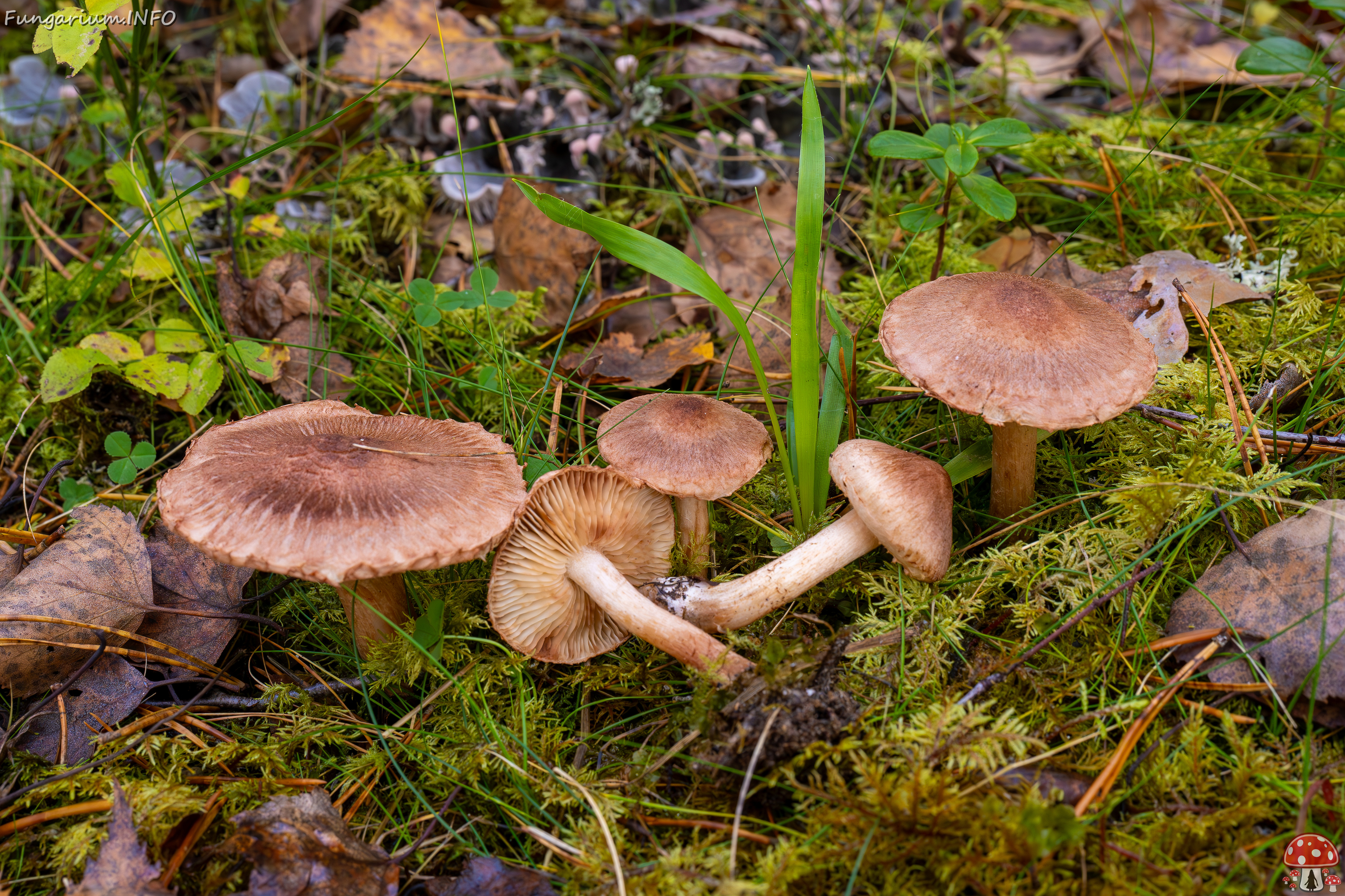 tricholoma-vaccinum_2024-10-19_1-11 