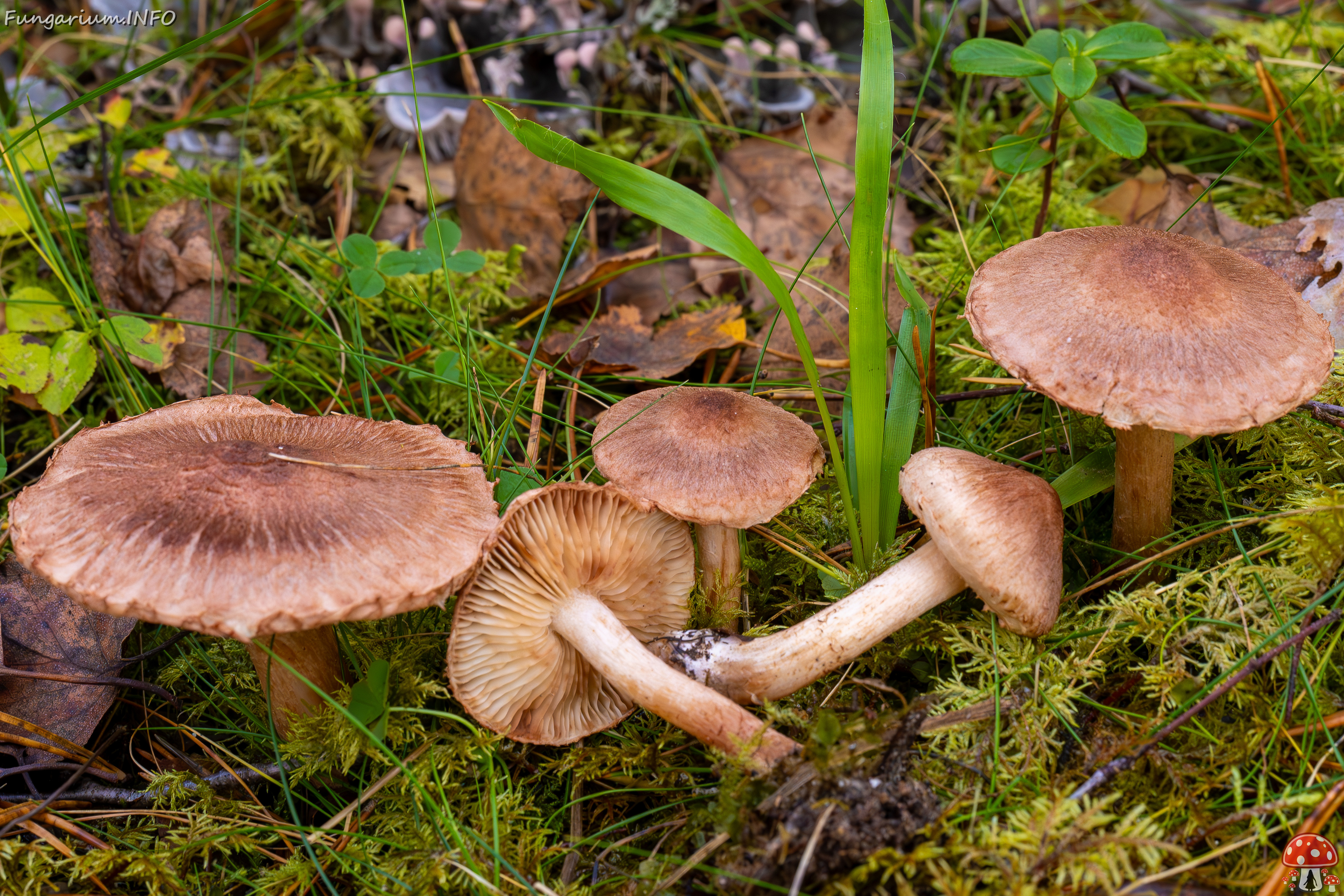 tricholoma-vaccinum_2024-10-19_1-12 