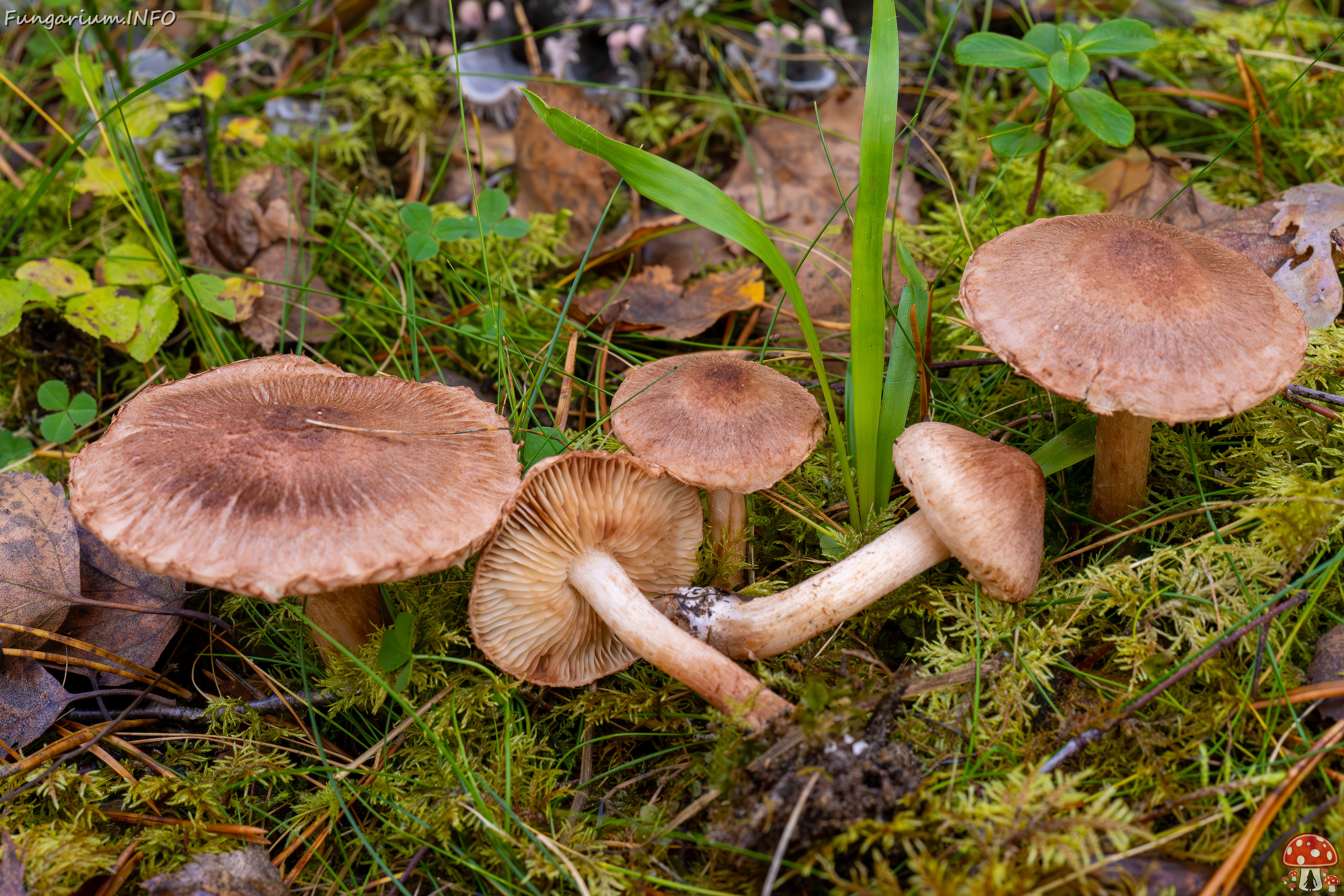 tricholoma-vaccinum_2024-10-19_1-13 