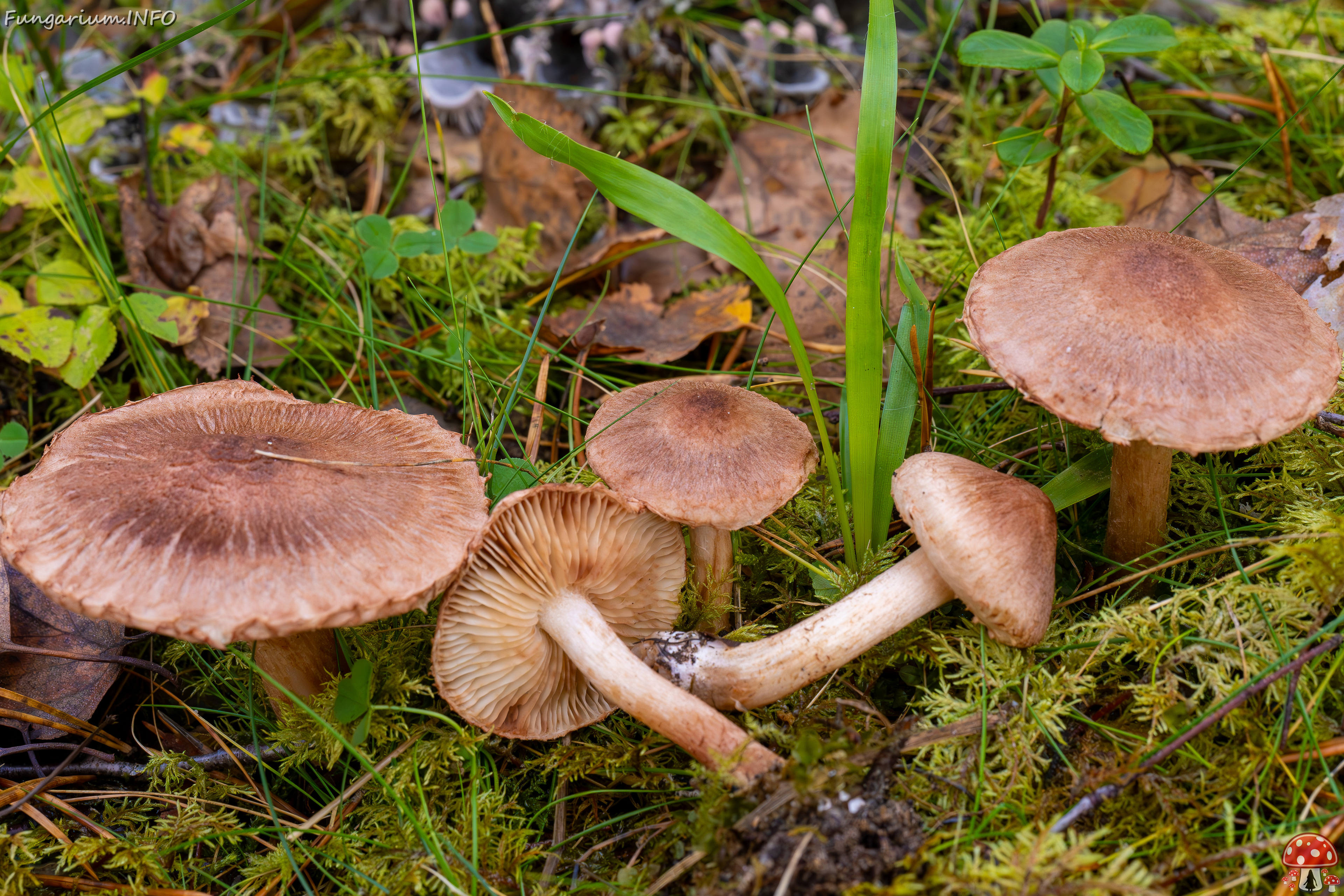 tricholoma-vaccinum_2024-10-19_1-14 