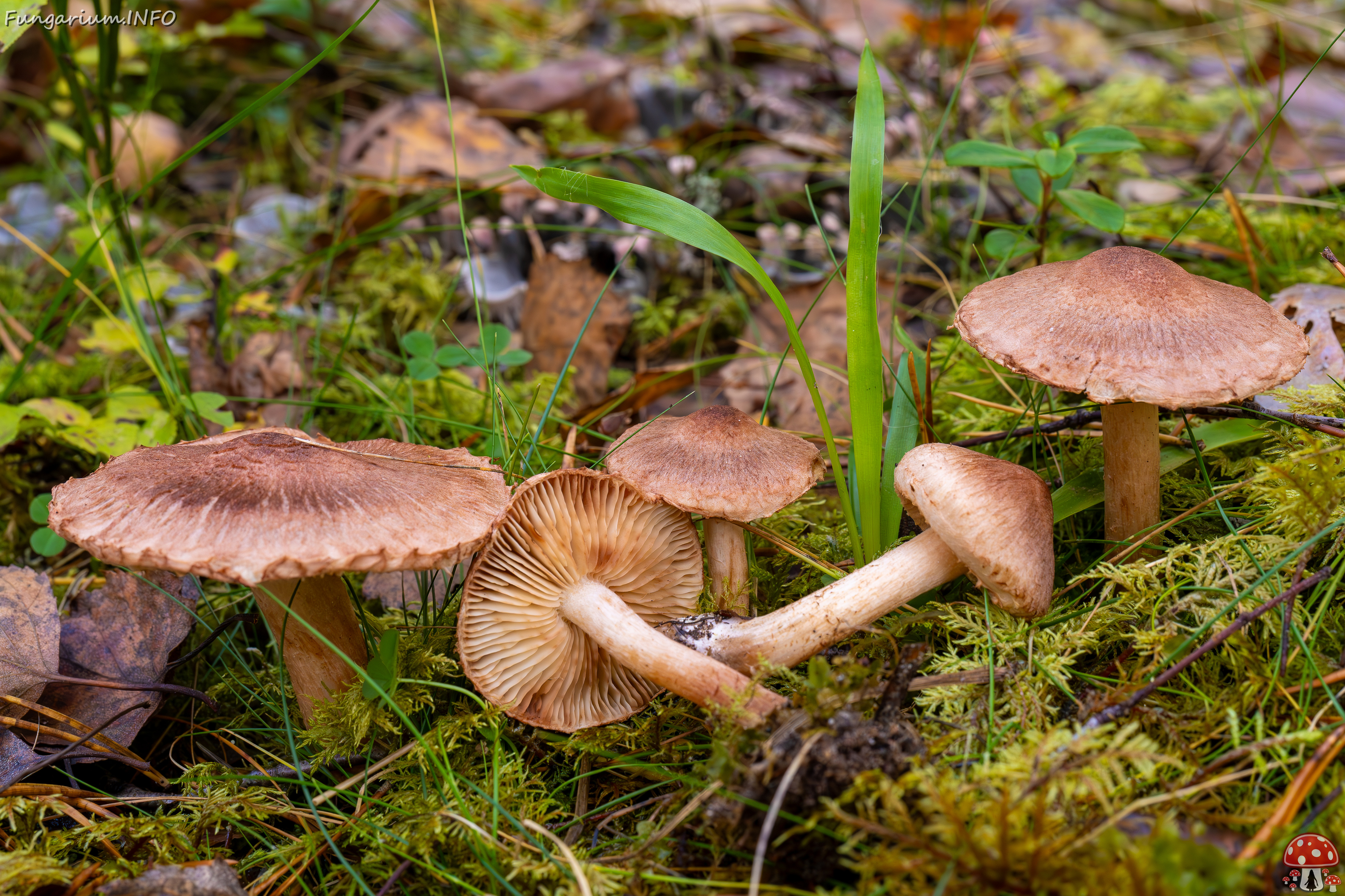 tricholoma-vaccinum_2024-10-19_1-15 