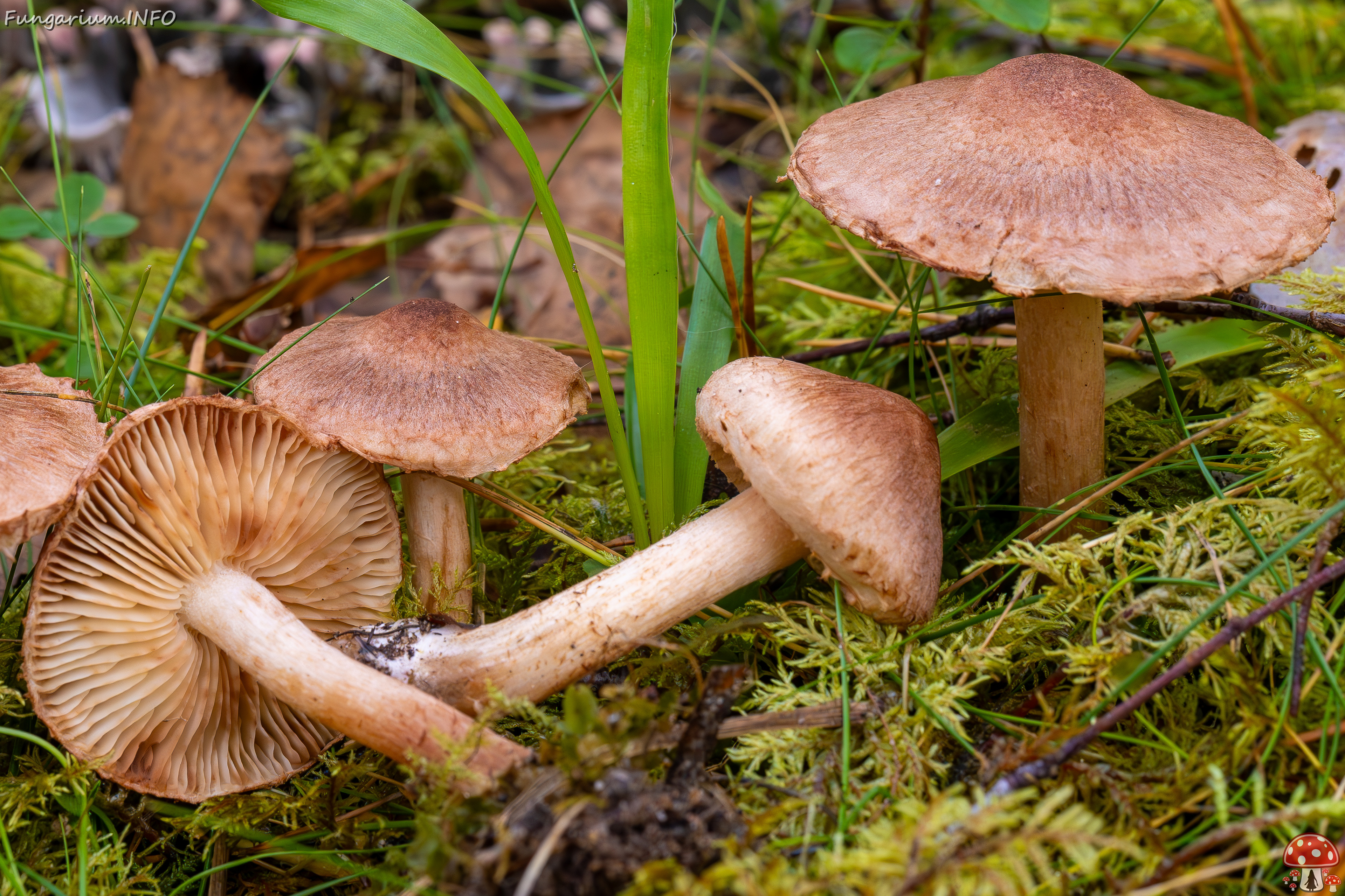 tricholoma-vaccinum_2024-10-19_1-16 