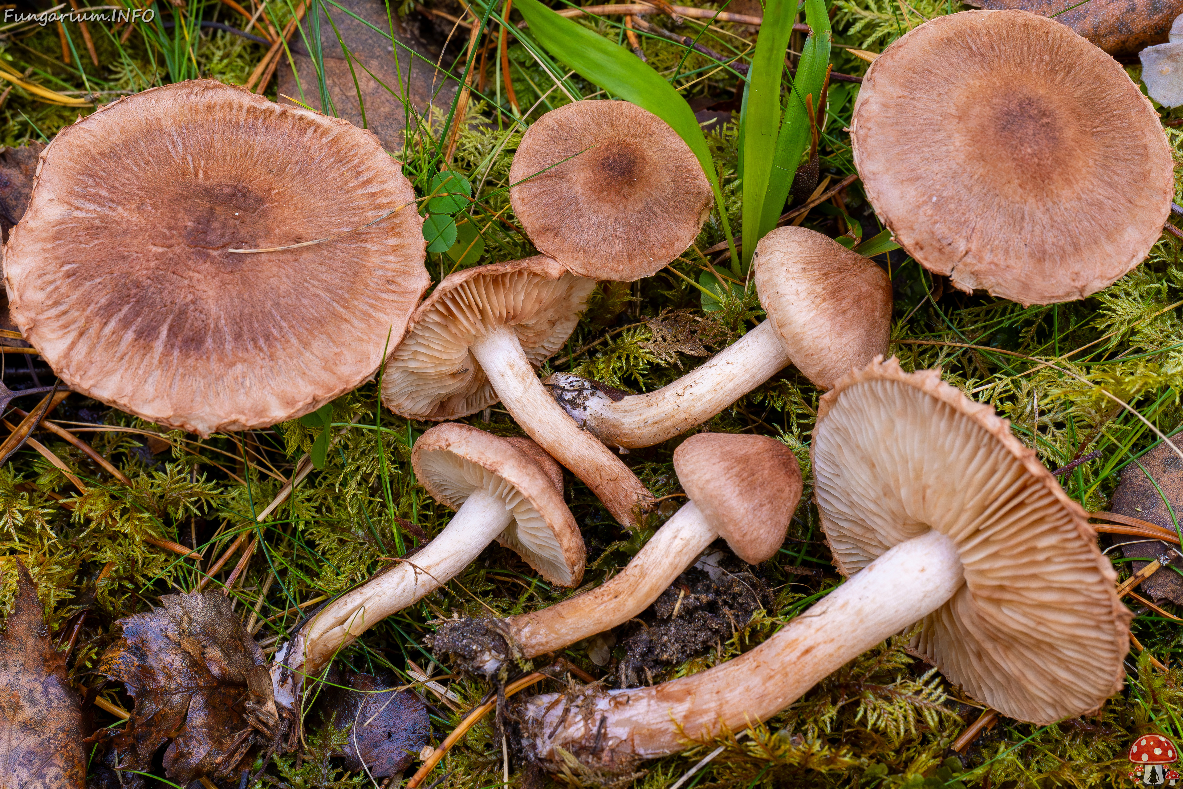 tricholoma-vaccinum_2024-10-19_1-17 