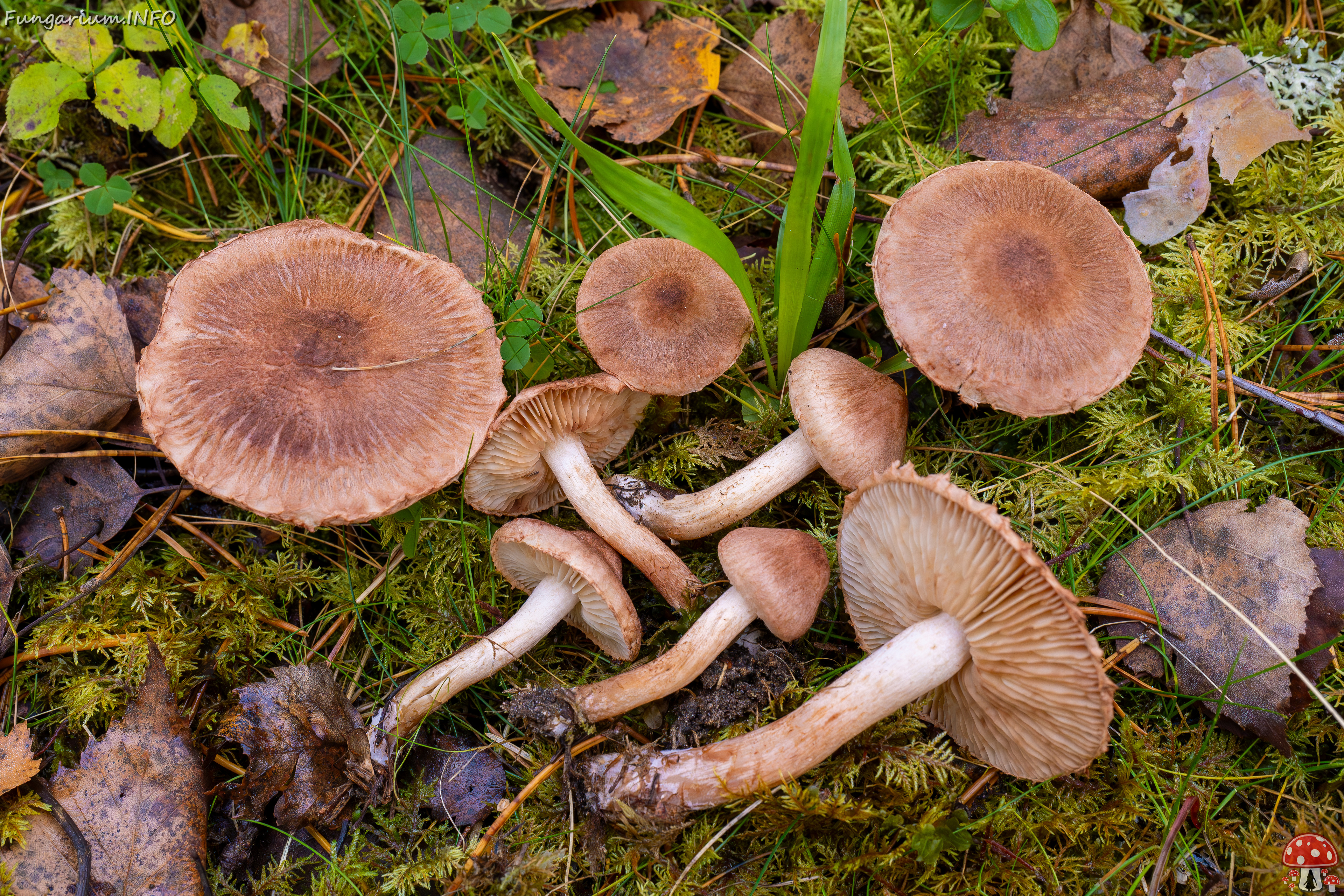 tricholoma-vaccinum_2024-10-19_1-18 