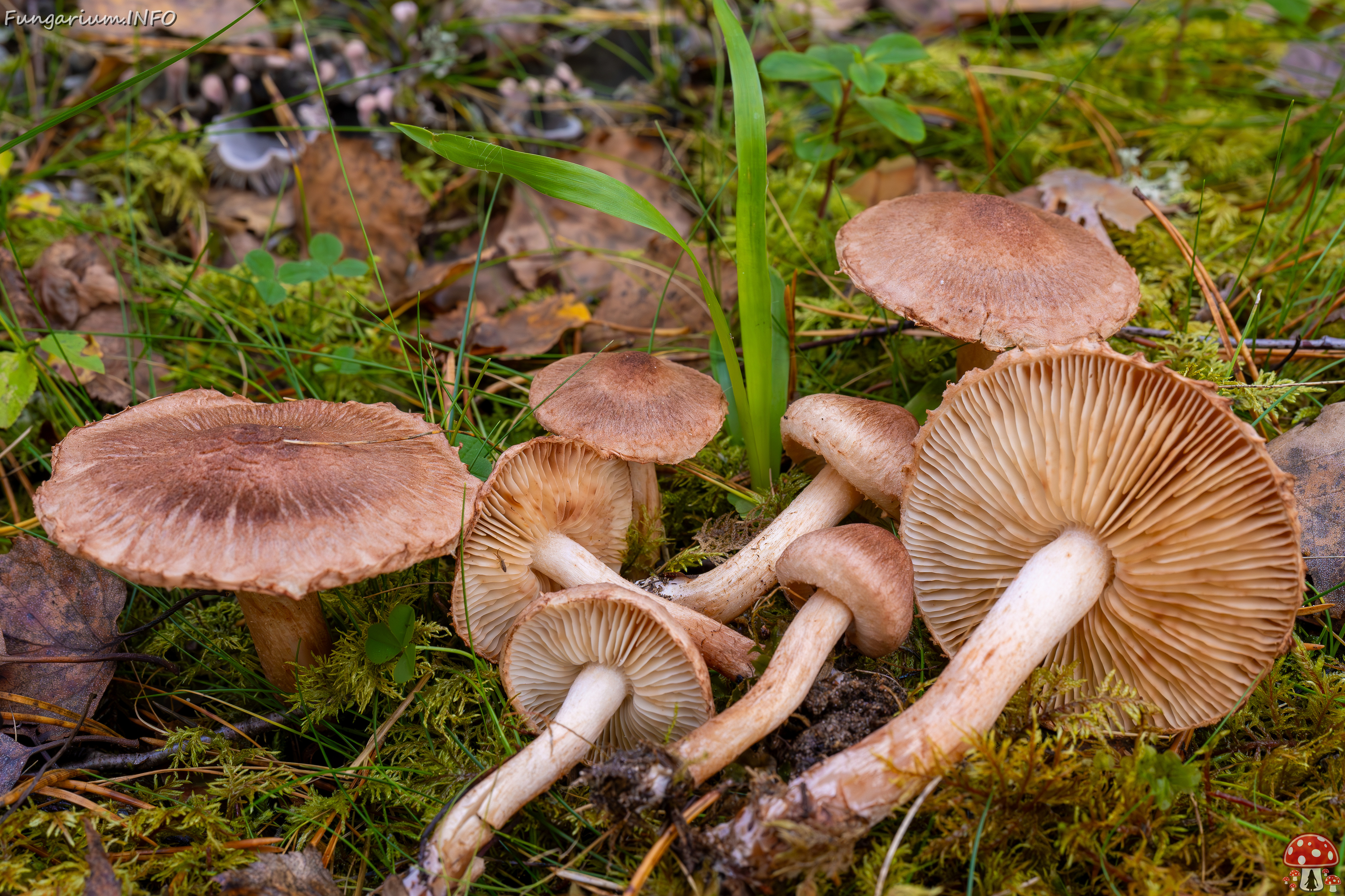 tricholoma-vaccinum_2024-10-19_1-19 