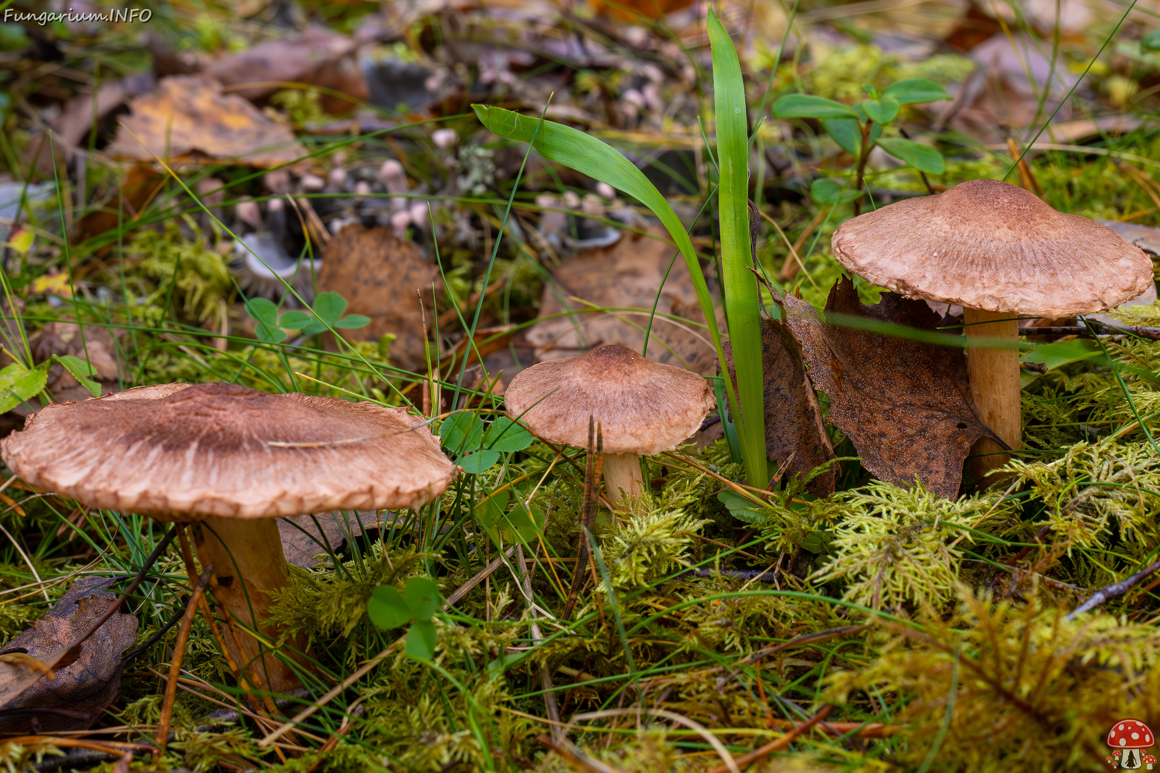 tricholoma-vaccinum_2024-10-19_1-2 