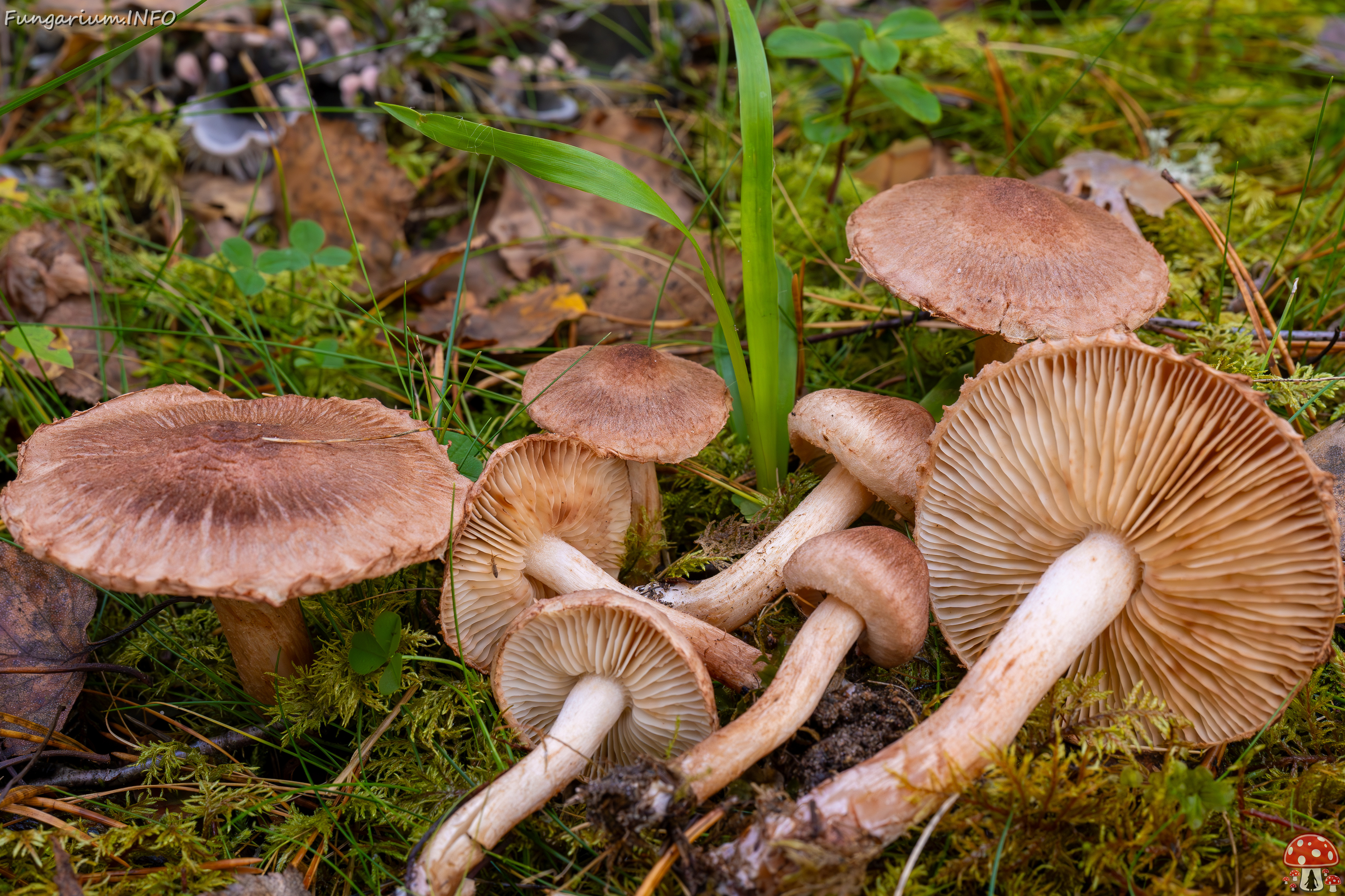 tricholoma-vaccinum_2024-10-19_1-20 