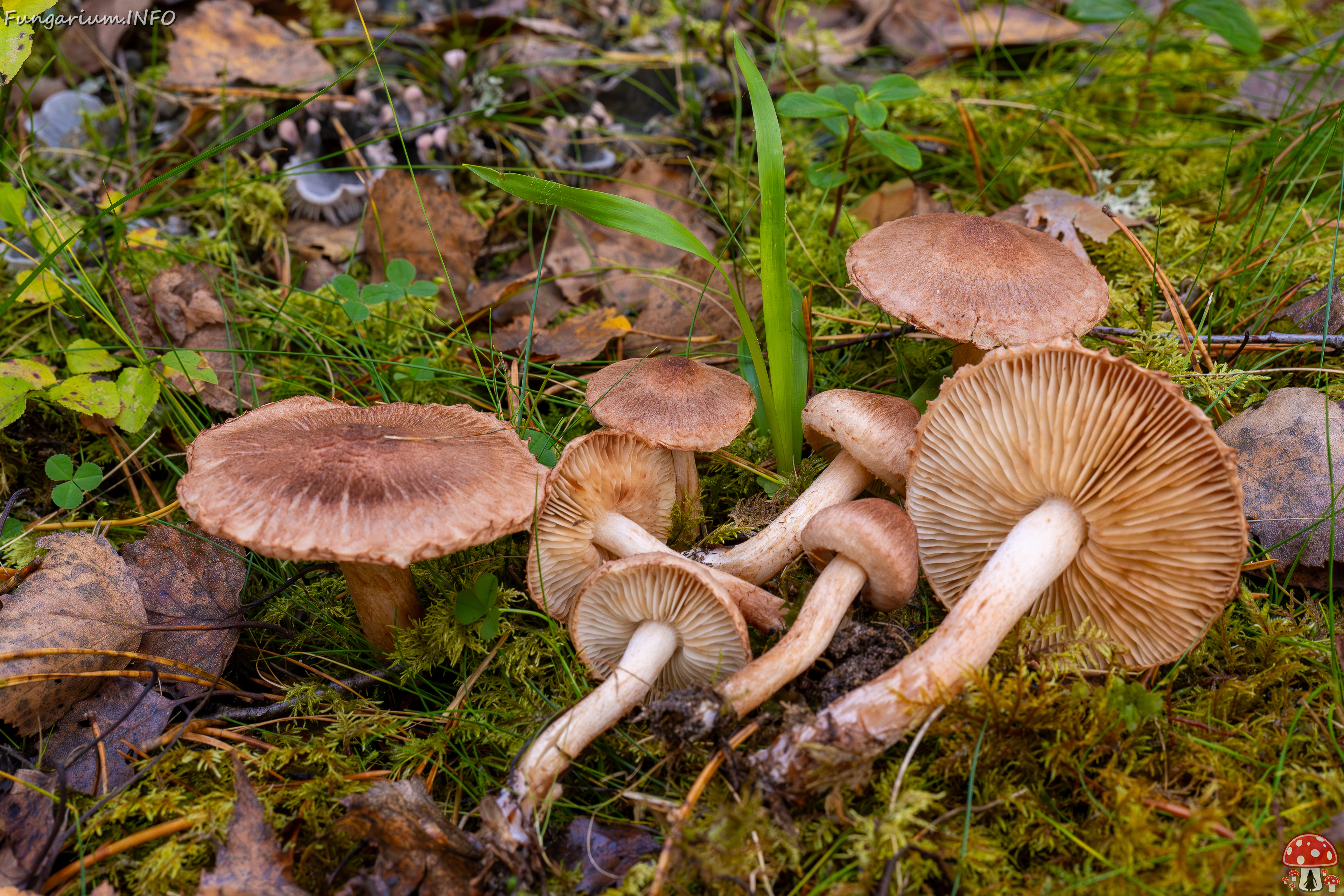 tricholoma-vaccinum_2024-10-19_1-21 