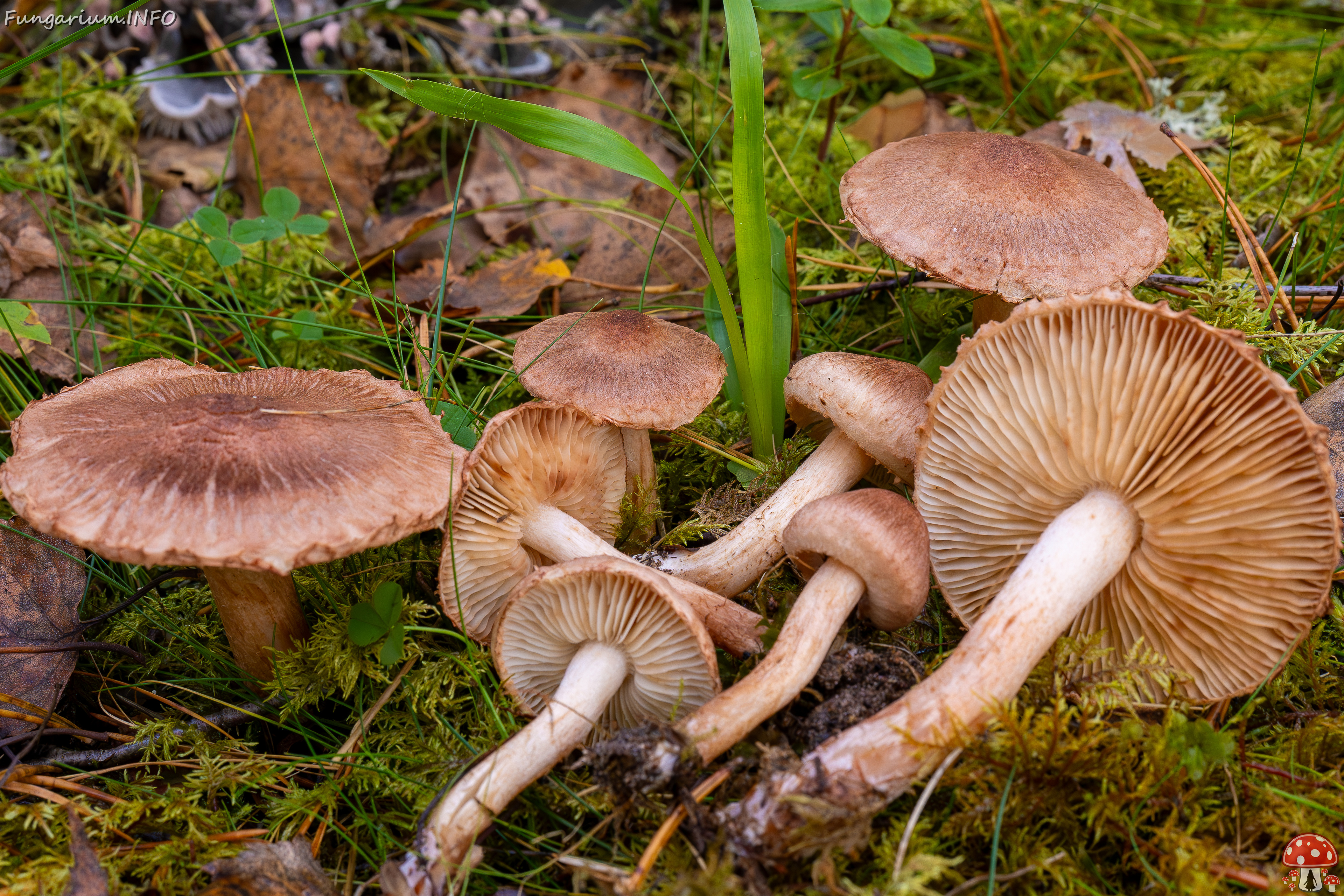 tricholoma-vaccinum_2024-10-19_1-22 