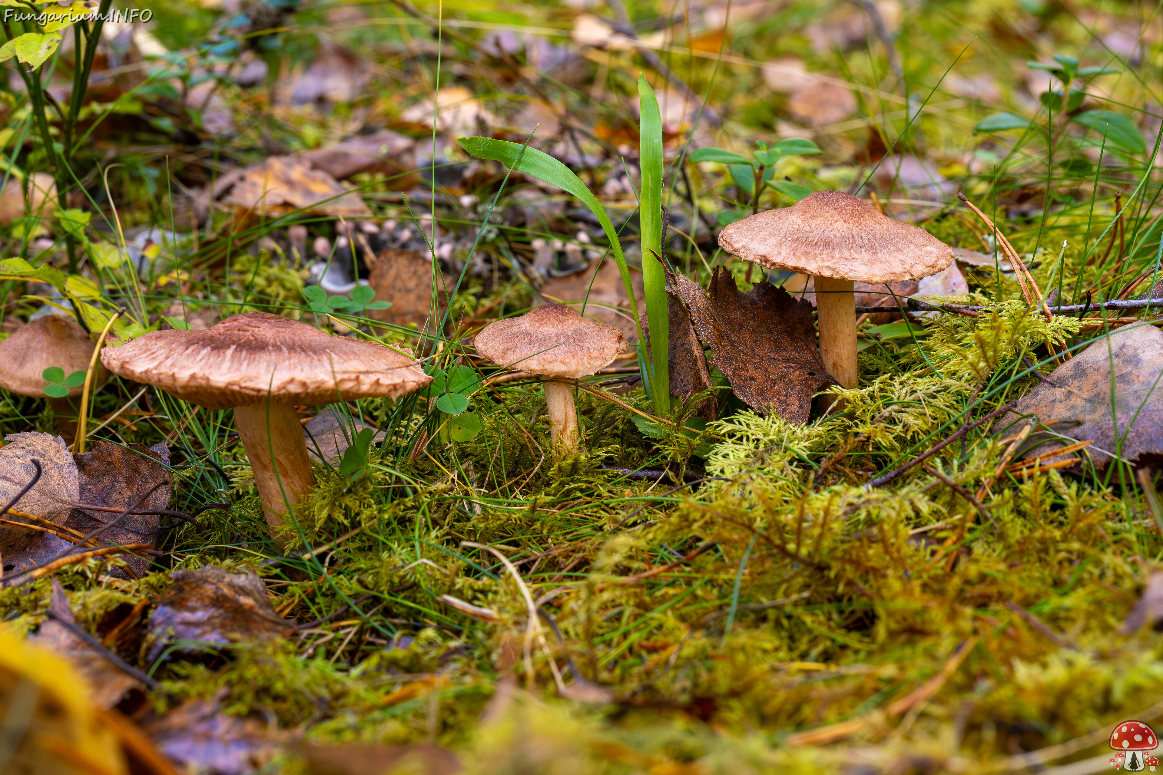 tricholoma-vaccinum_2024-10-19_1-3 