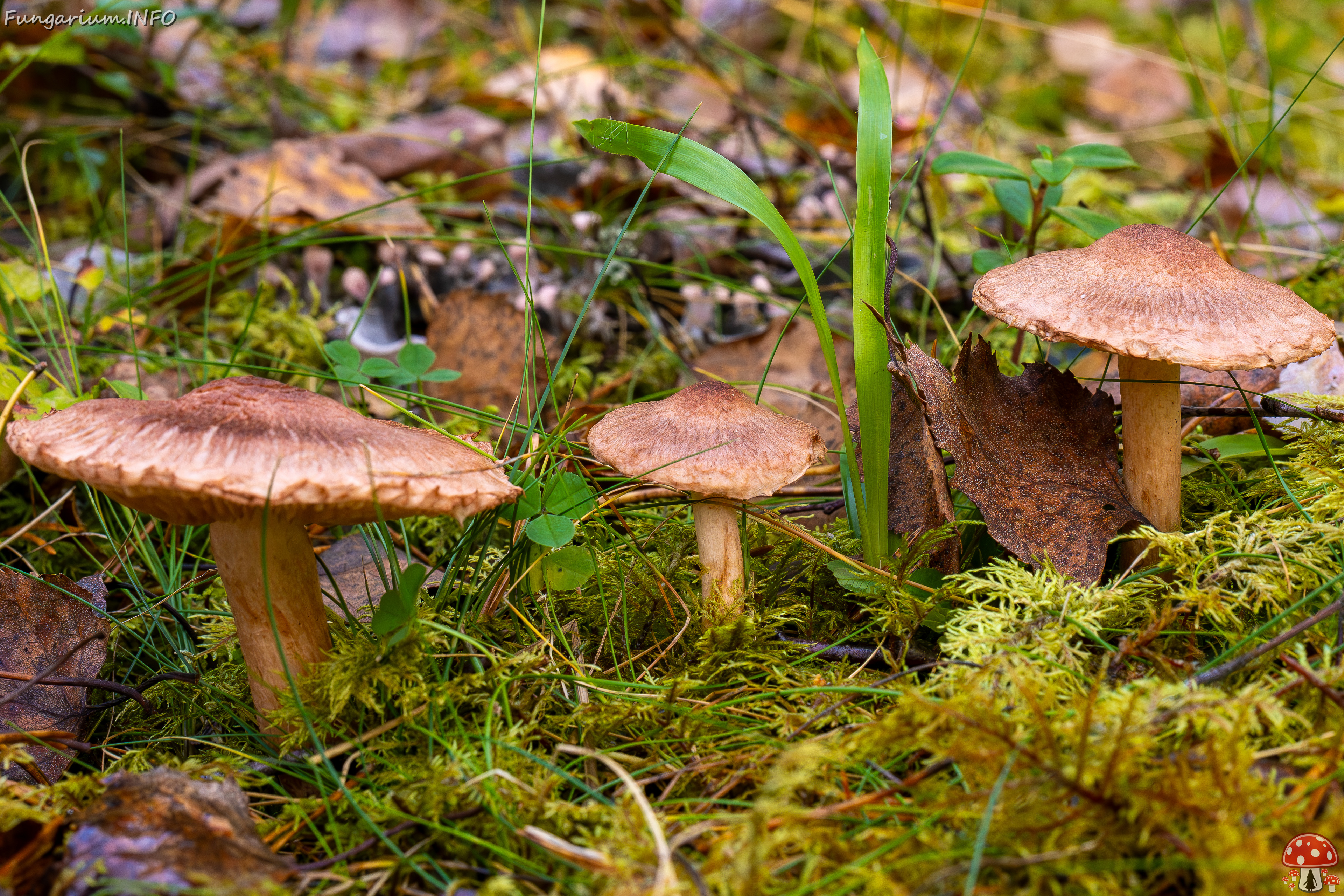 tricholoma-vaccinum_2024-10-19_1-4 