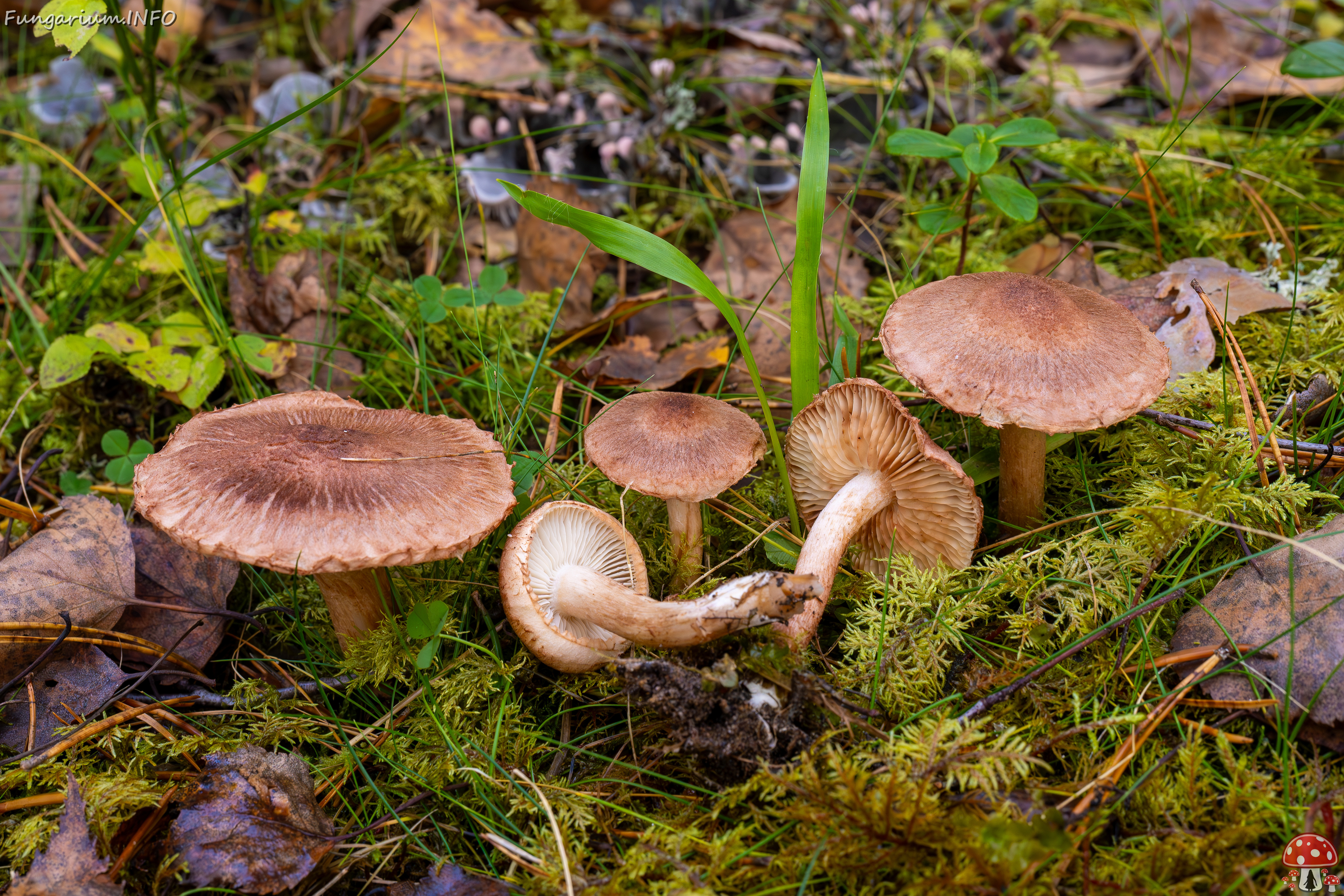 tricholoma-vaccinum_2024-10-19_1-5 