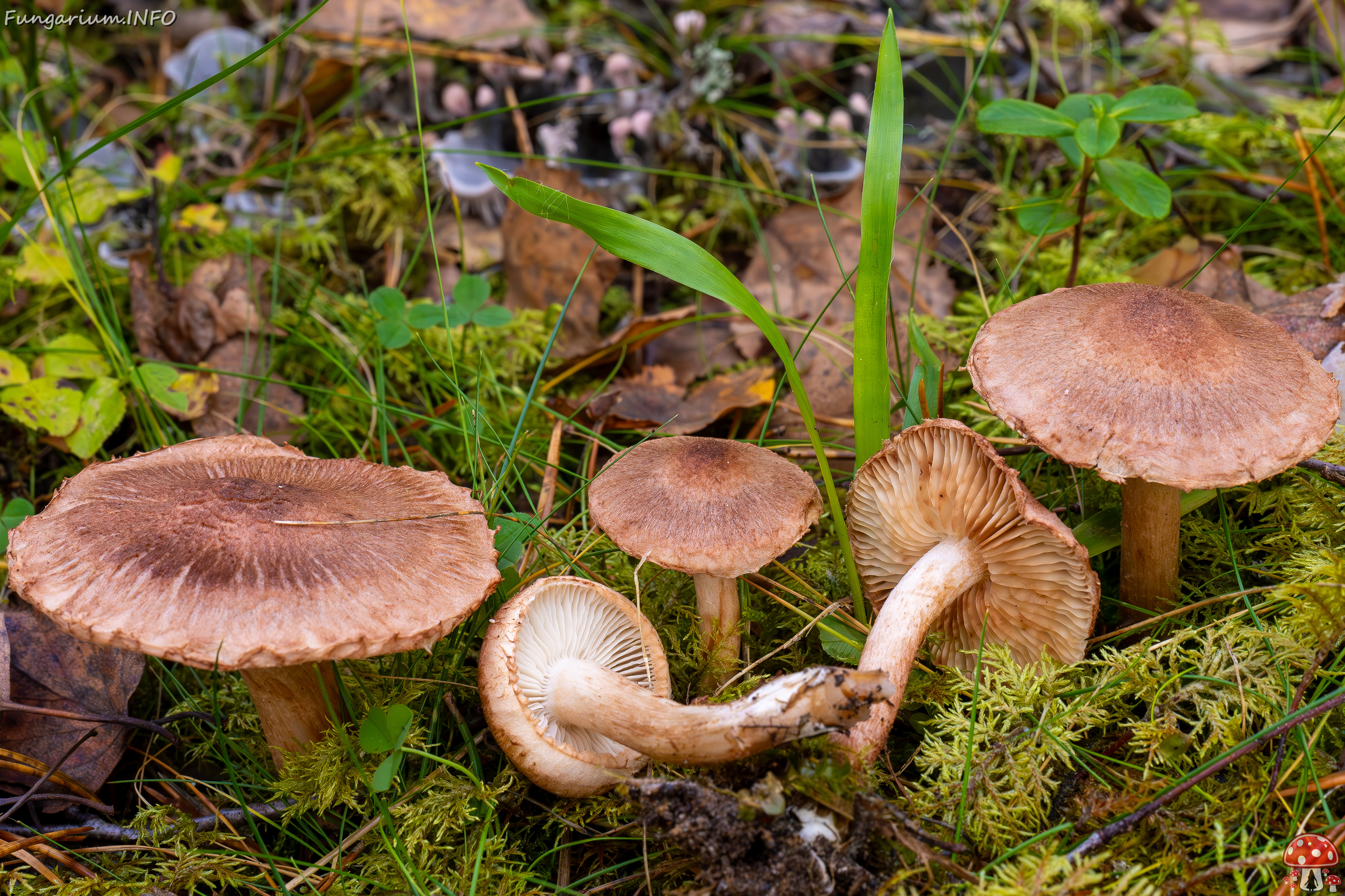 tricholoma-vaccinum_2024-10-19_1-6 