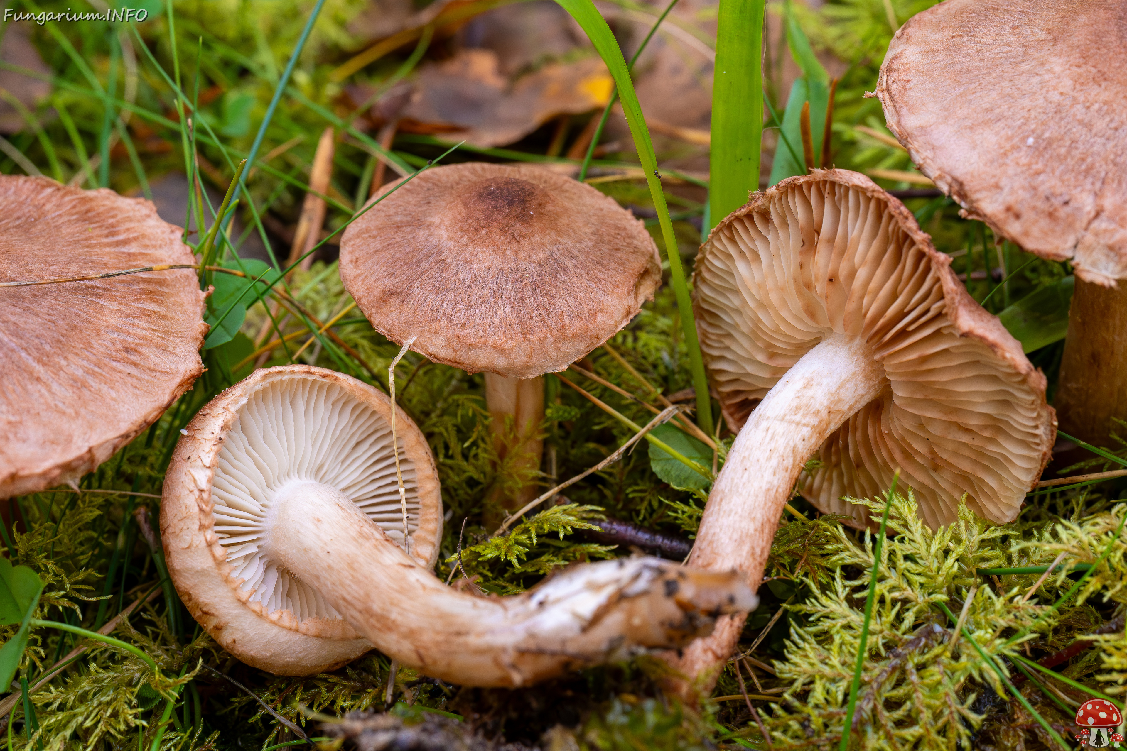 tricholoma-vaccinum_2024-10-19_1-7 