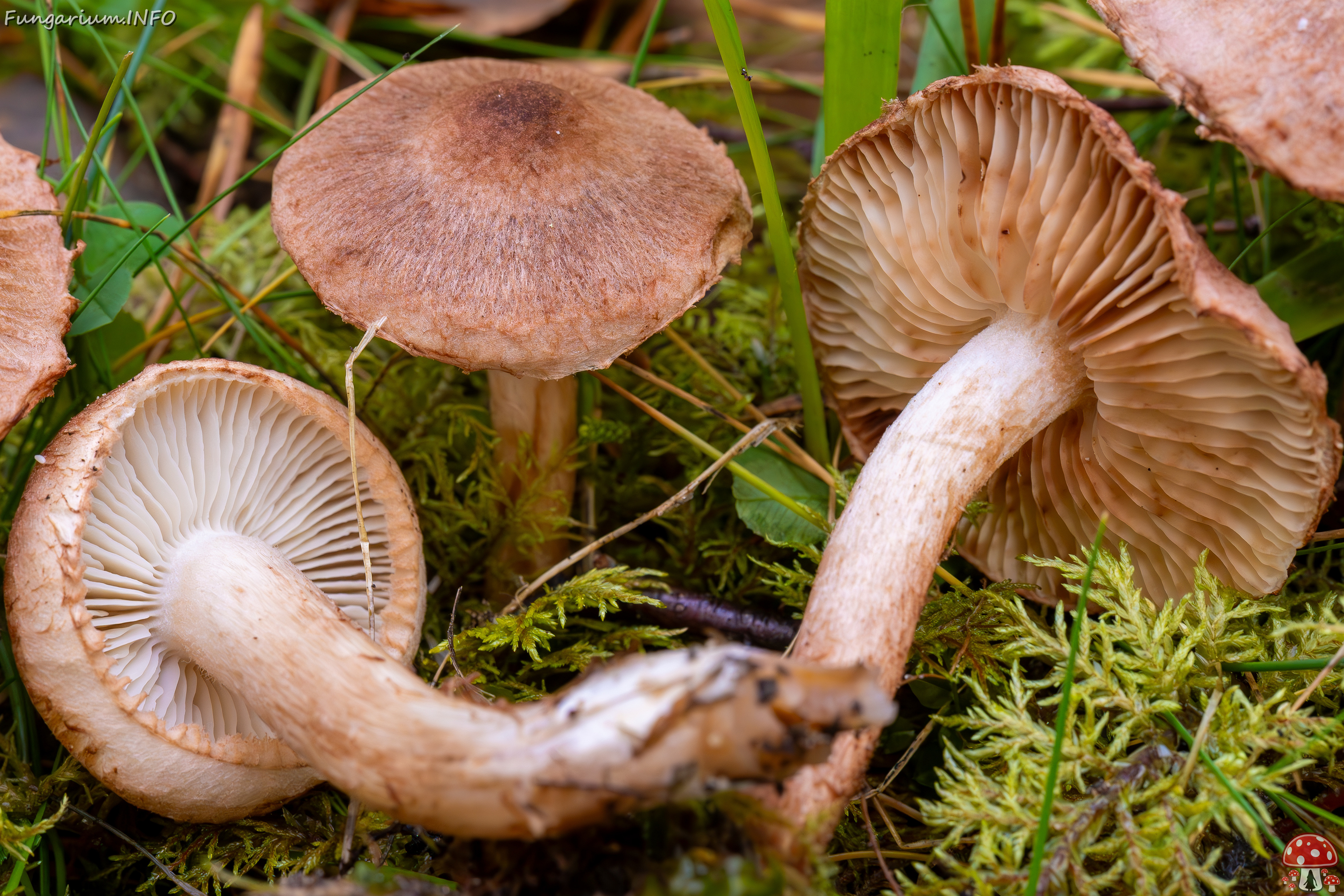 tricholoma-vaccinum_2024-10-19_1-8 