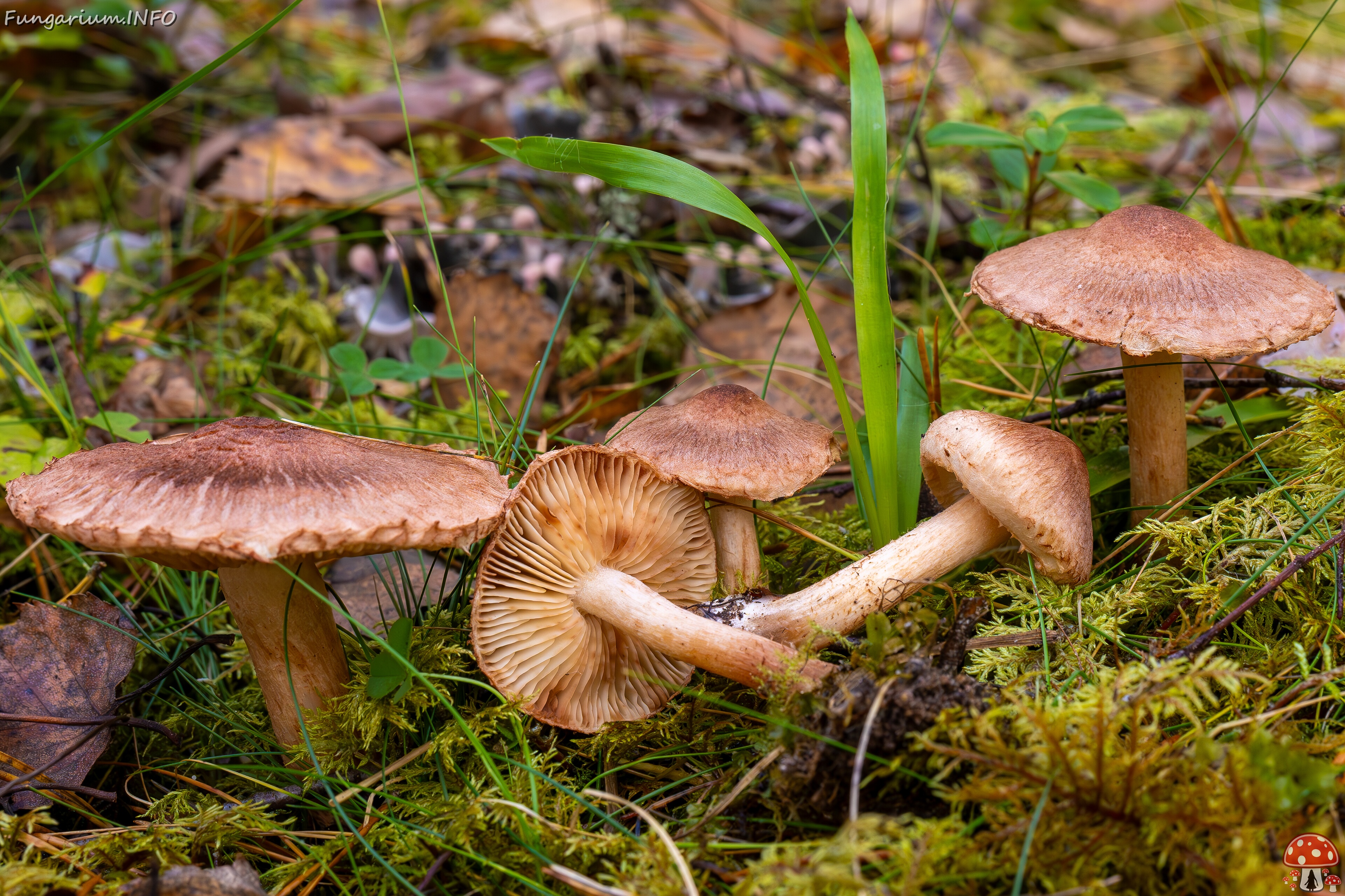 tricholoma-vaccinum_2024-10-19_1-9 