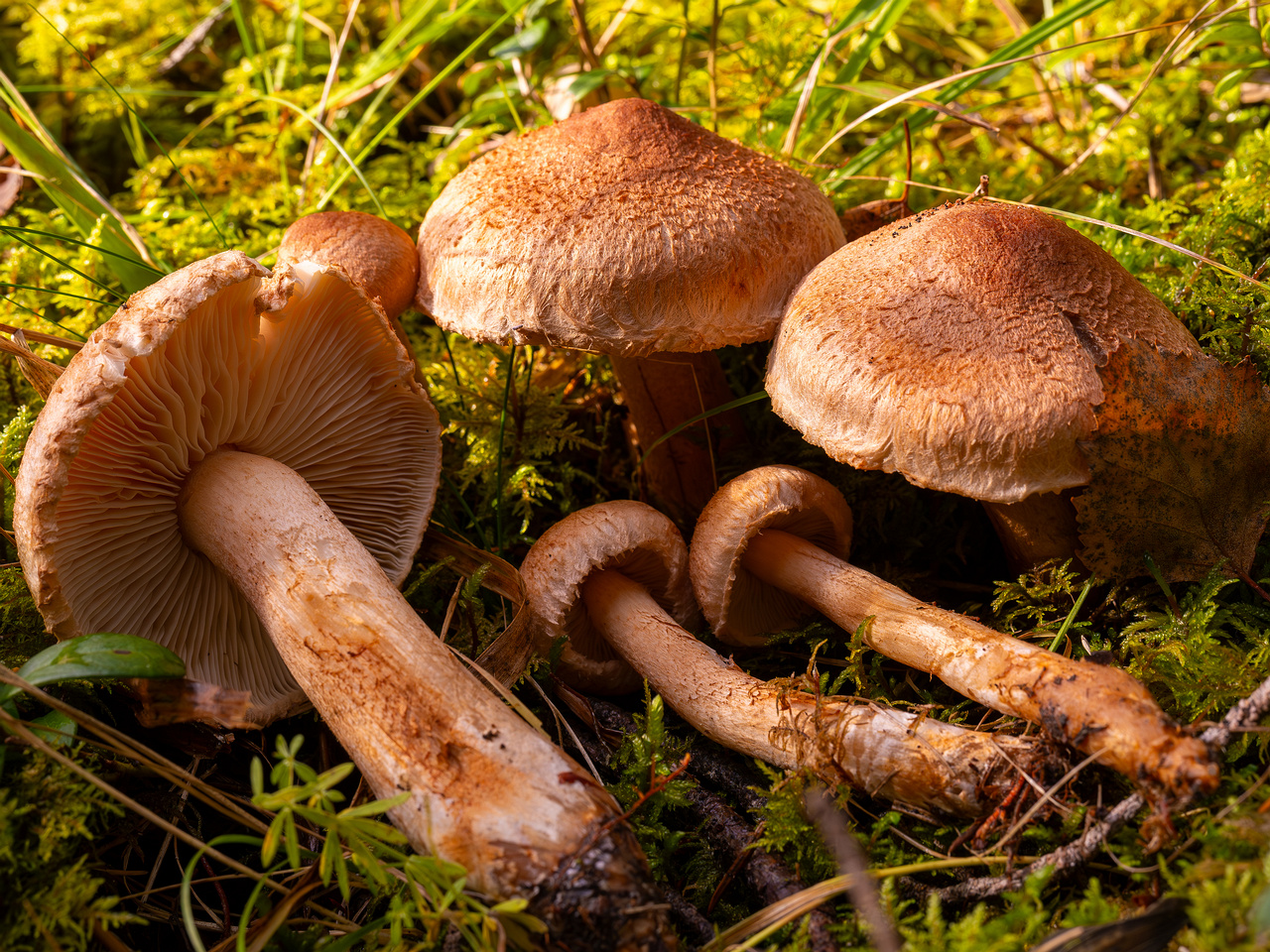 !tricholoma-vaccinum_2024-10-12_1-4