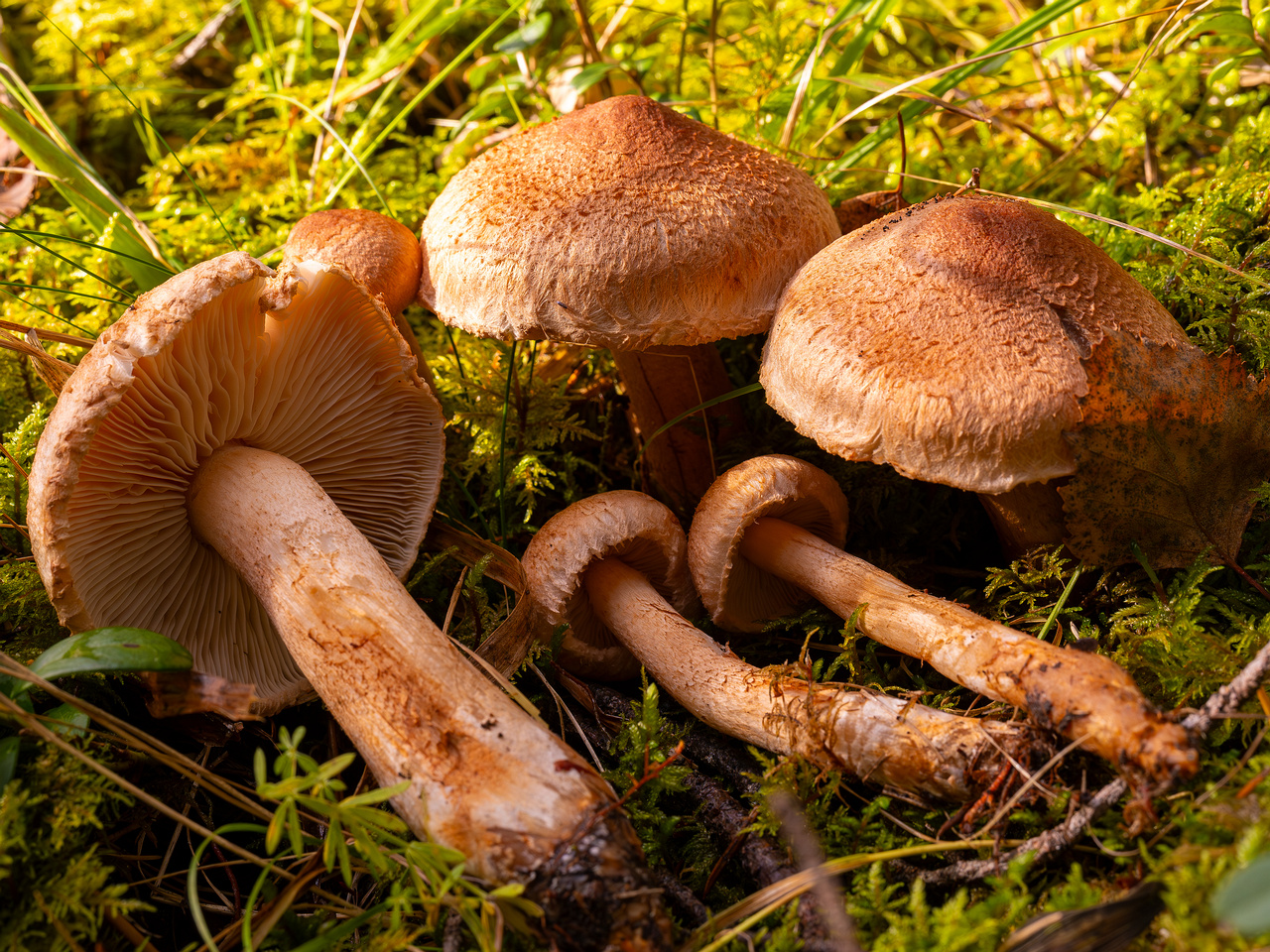 tricholoma-vaccinum_2024-10-12_1-1