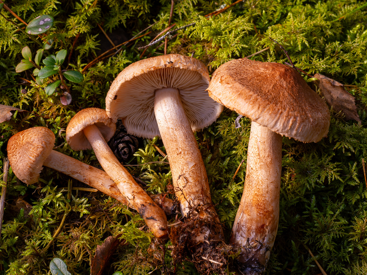 tricholoma-vaccinum_2024-10-12_1-10