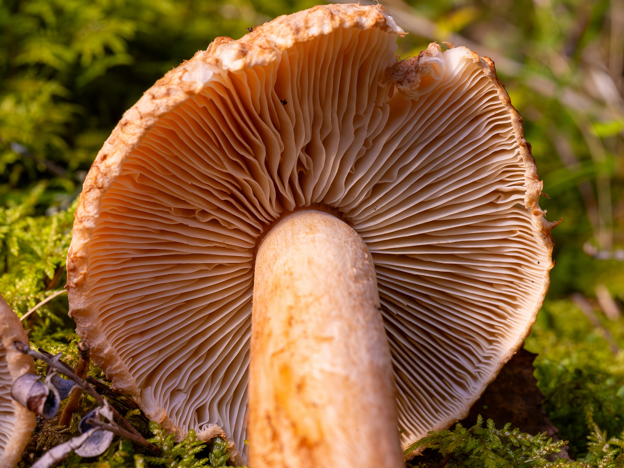 tricholoma-vaccinum_2024-10-12_1-11