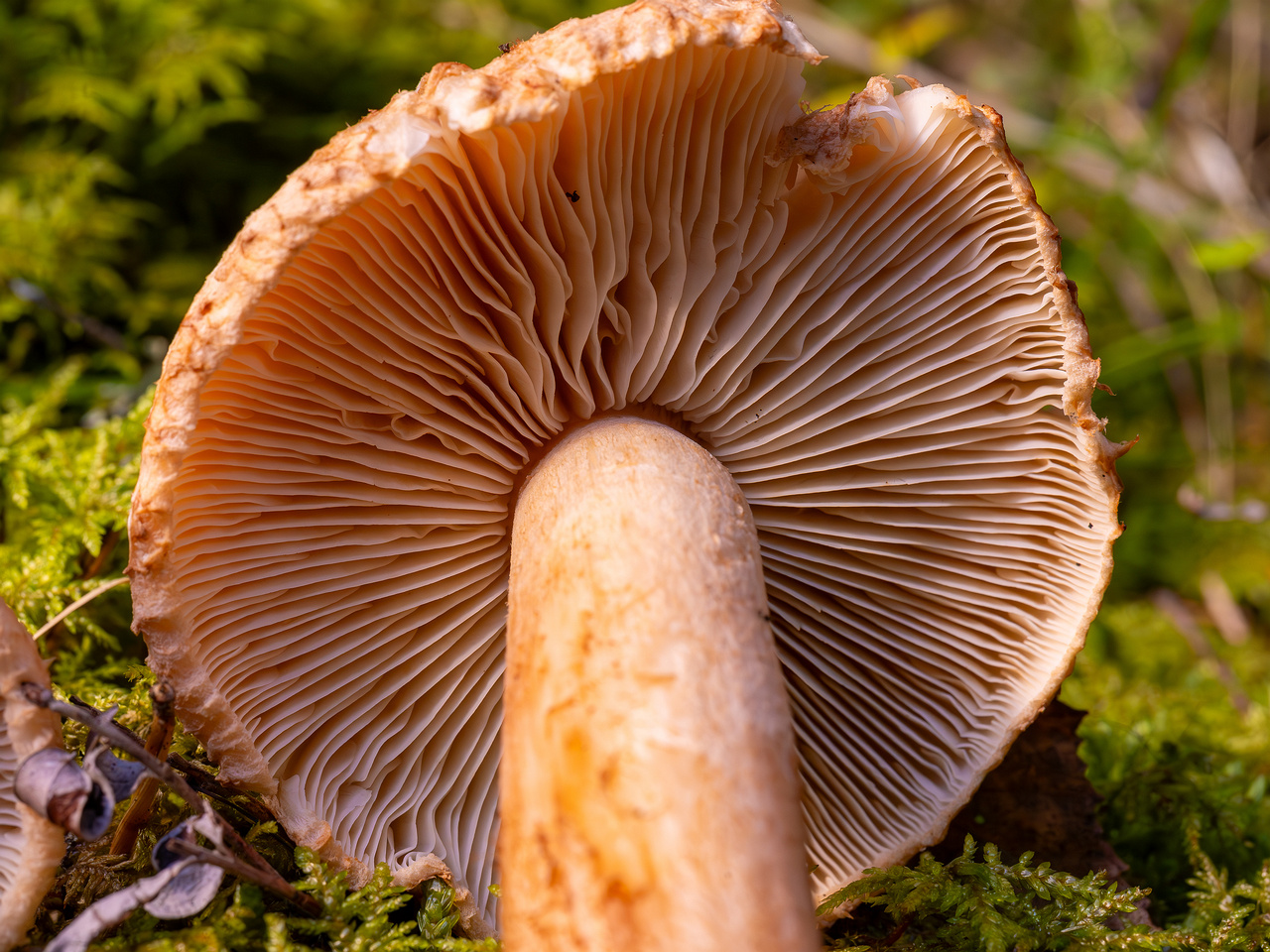 tricholoma-vaccinum_2024-10-12_1-12