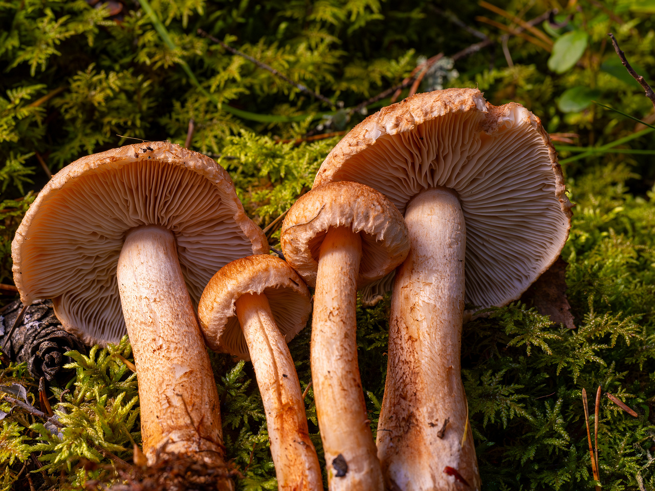 tricholoma-vaccinum_2024-10-12_1-13