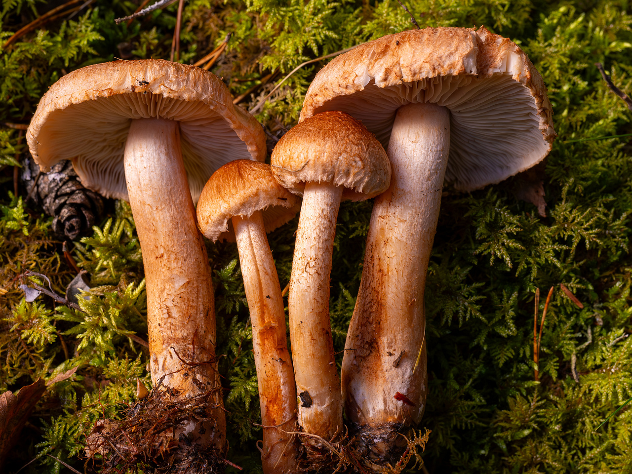 tricholoma-vaccinum_2024-10-12_1-14