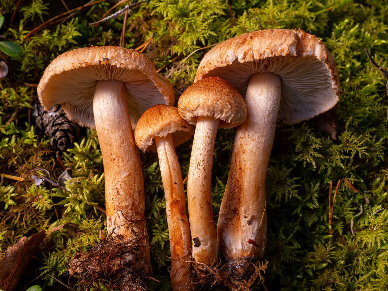 tricholoma-vaccinum_2024-10-12_1-15