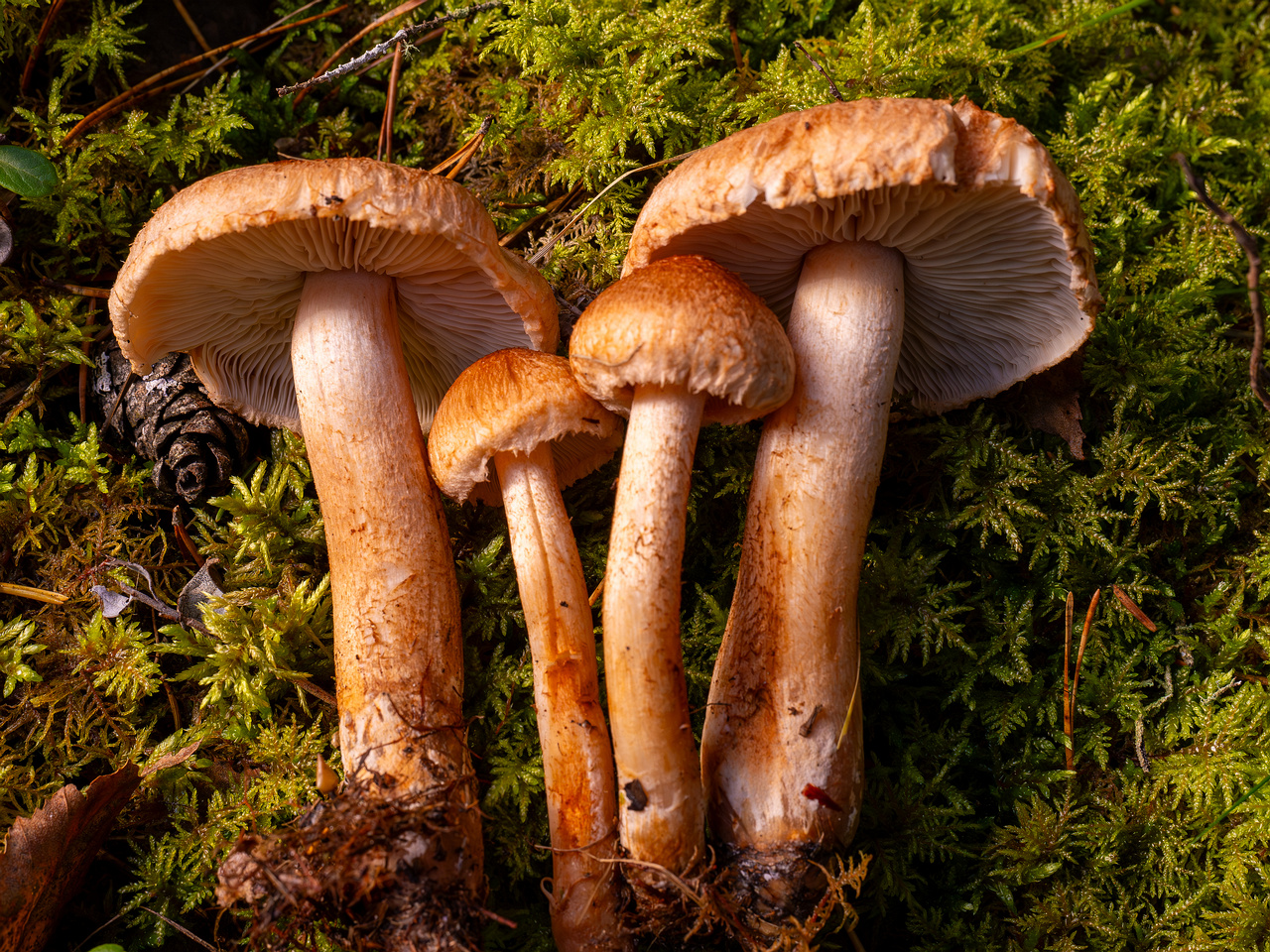 tricholoma-vaccinum_2024-10-12_1-16