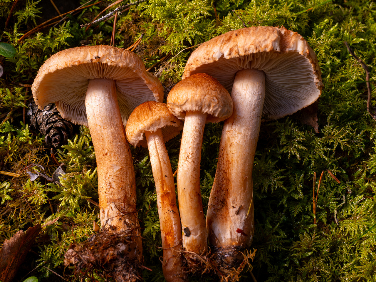 tricholoma-vaccinum_2024-10-12_1-17