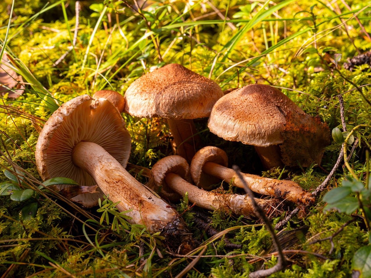 tricholoma-vaccinum_2024-10-12_1-6