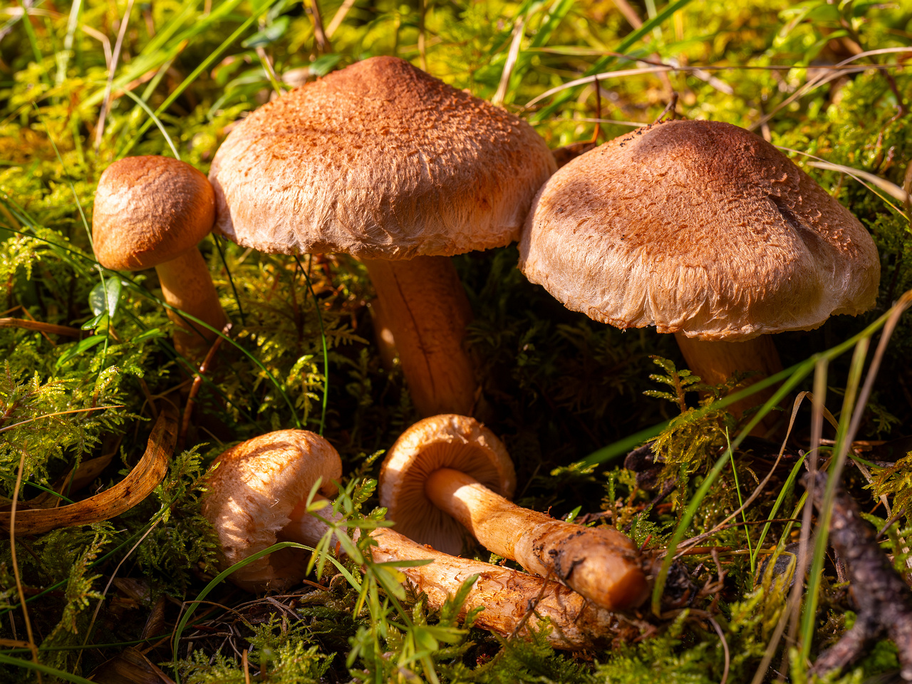 tricholoma-vaccinum_2024-10-12_1-7