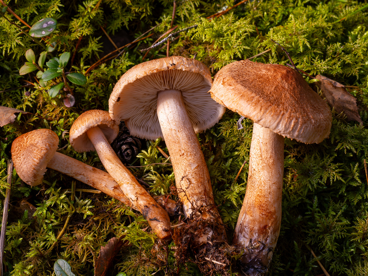 tricholoma-vaccinum_2024-10-12_1-9