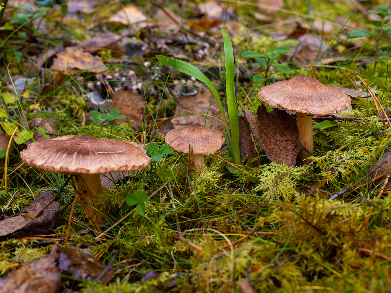 tricholoma-vaccinum_2024-10-19_1-1