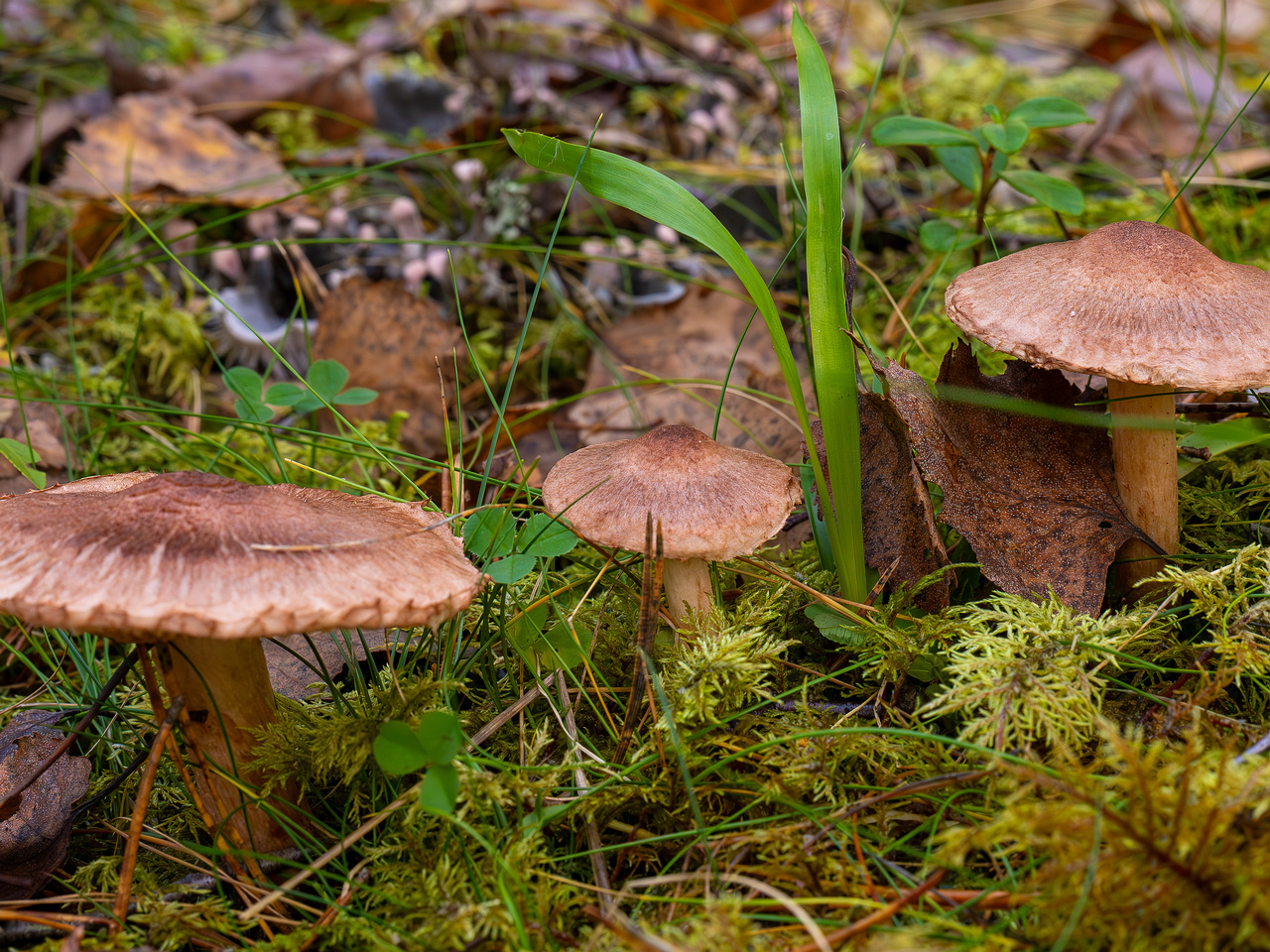 tricholoma-vaccinum_2024-10-19_1-2