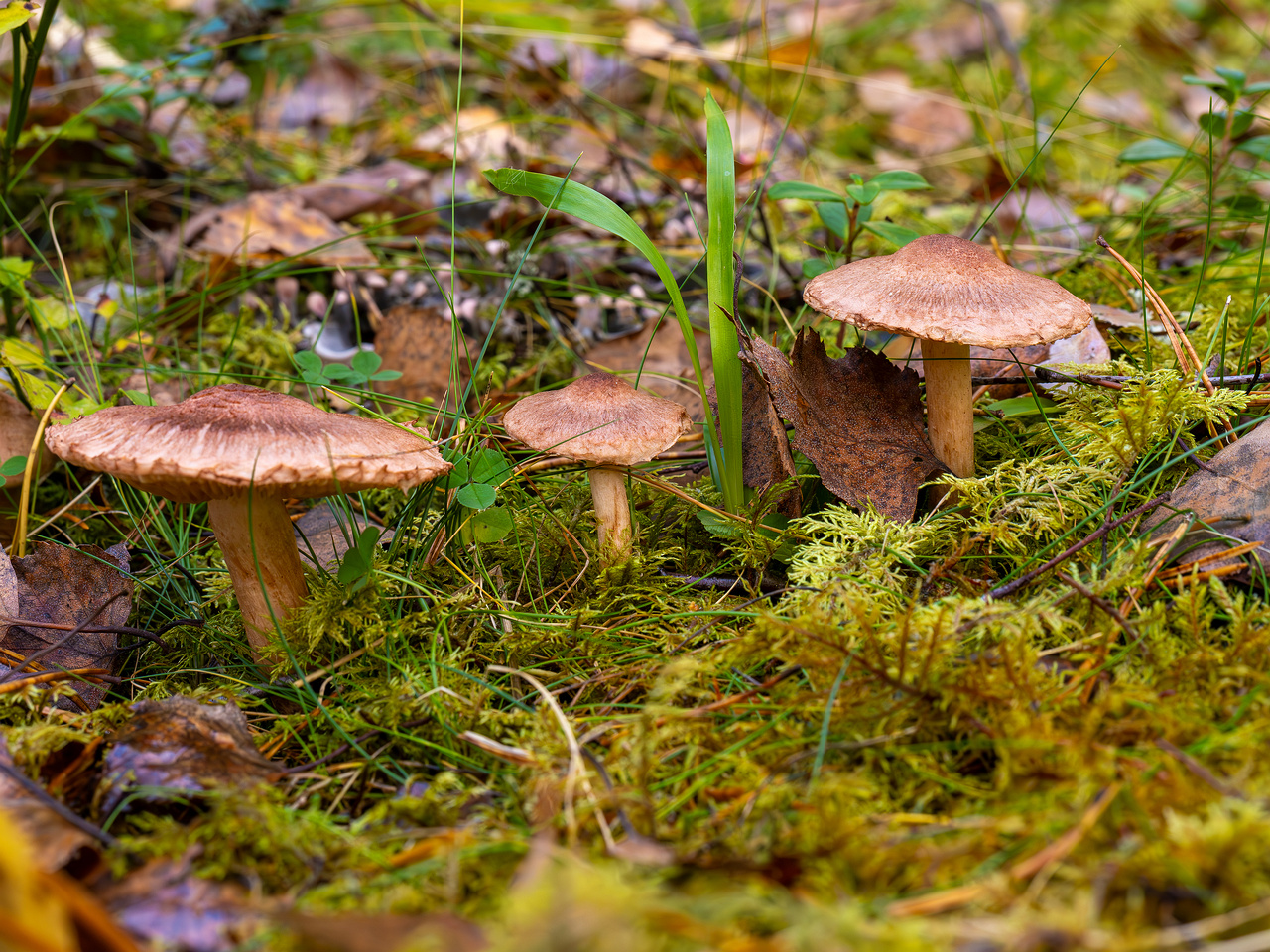 tricholoma-vaccinum_2024-10-19_1-3