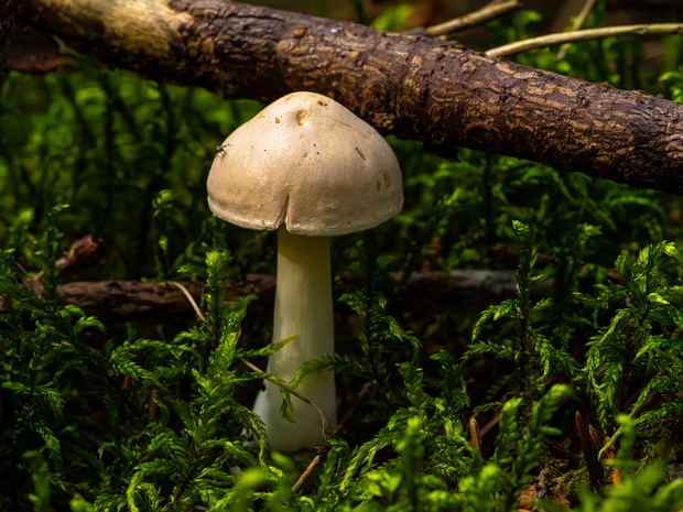 Рядовка вонючая - Tricholoma inamoenum