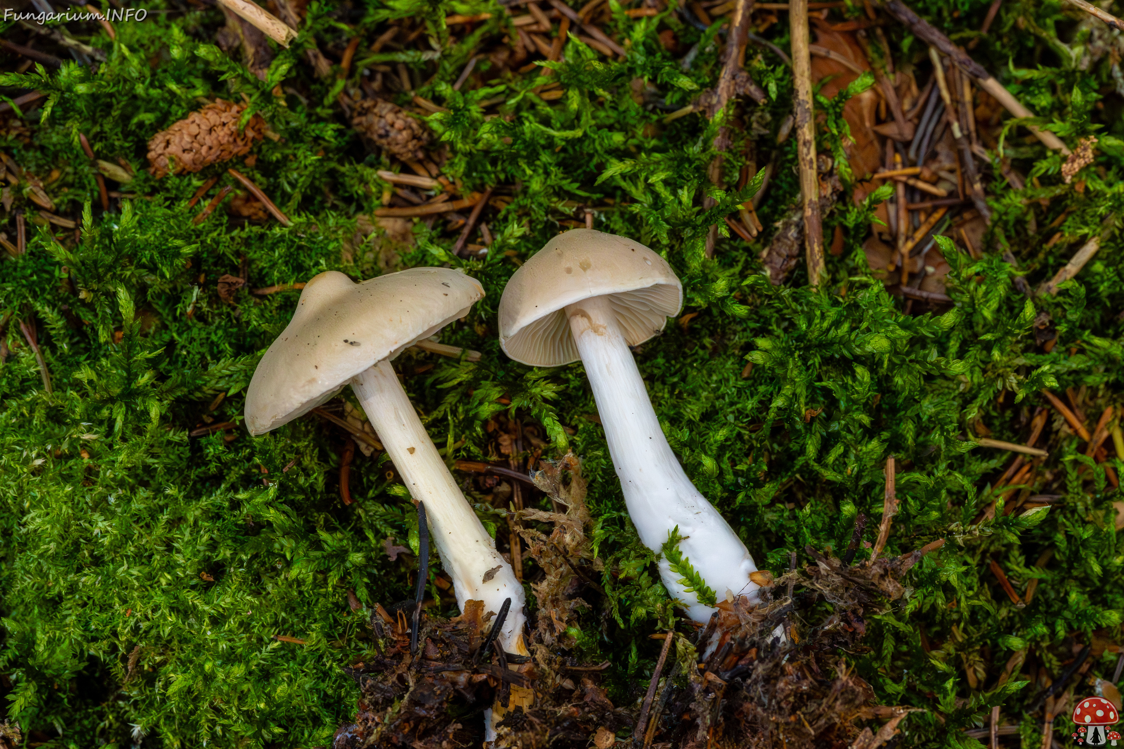 tricholoma-inamoenum_1-10 