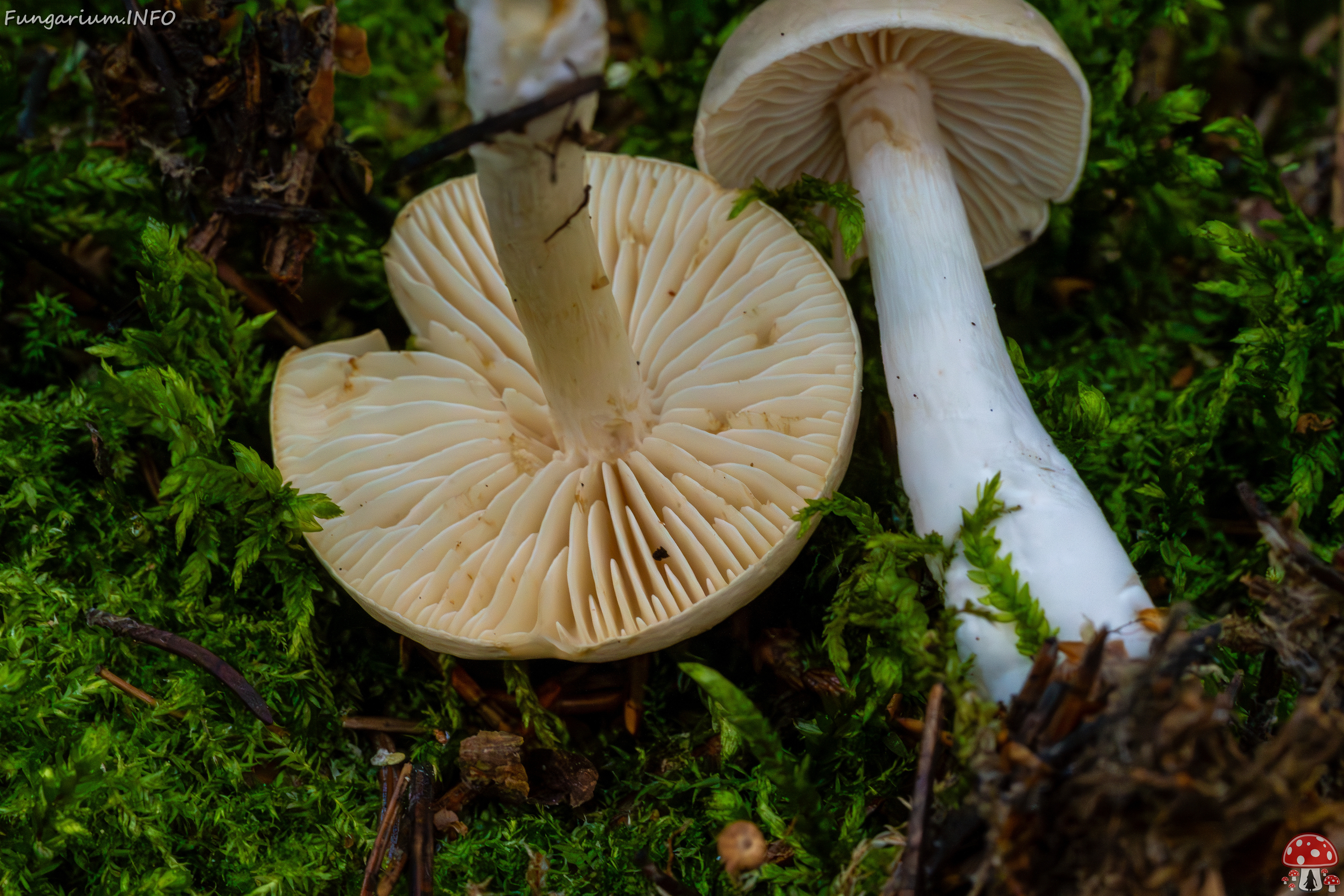 tricholoma-inamoenum_1-11 