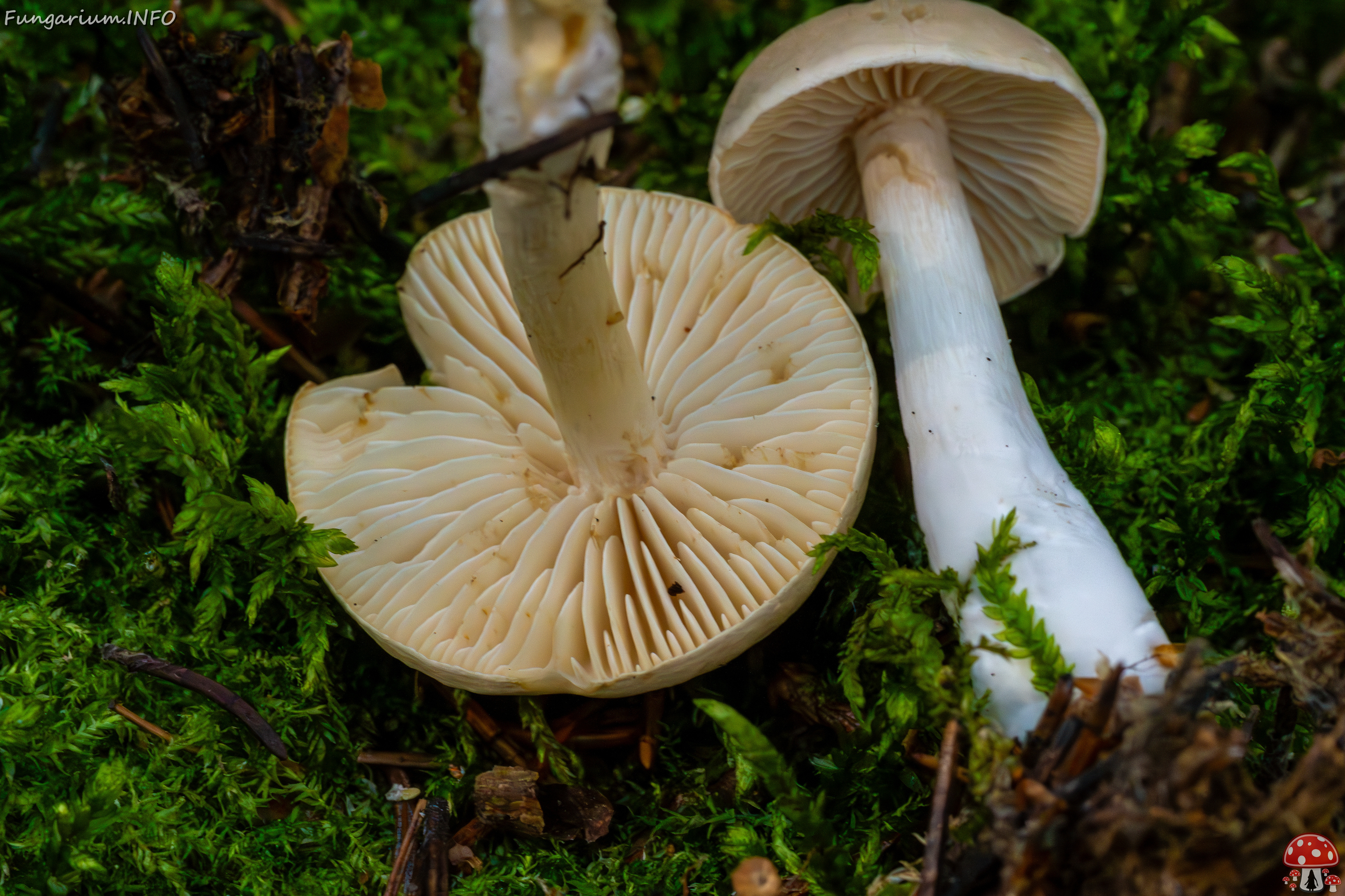 tricholoma-inamoenum_1-12 