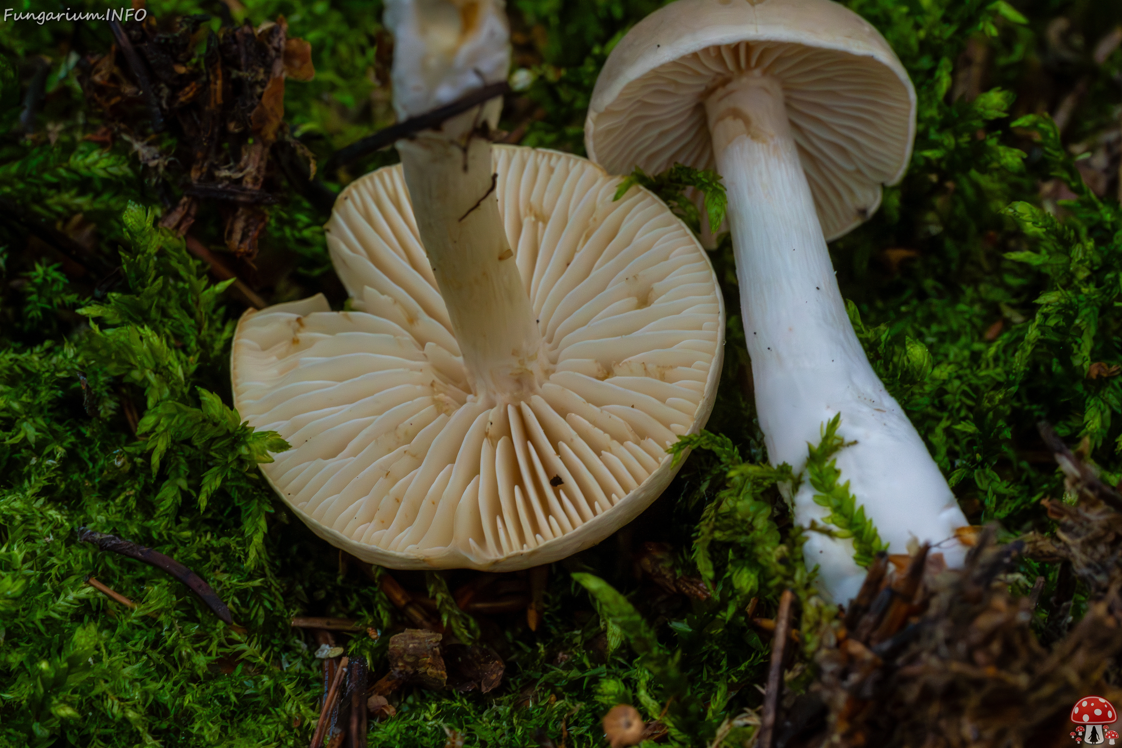 tricholoma-inamoenum_1-13 