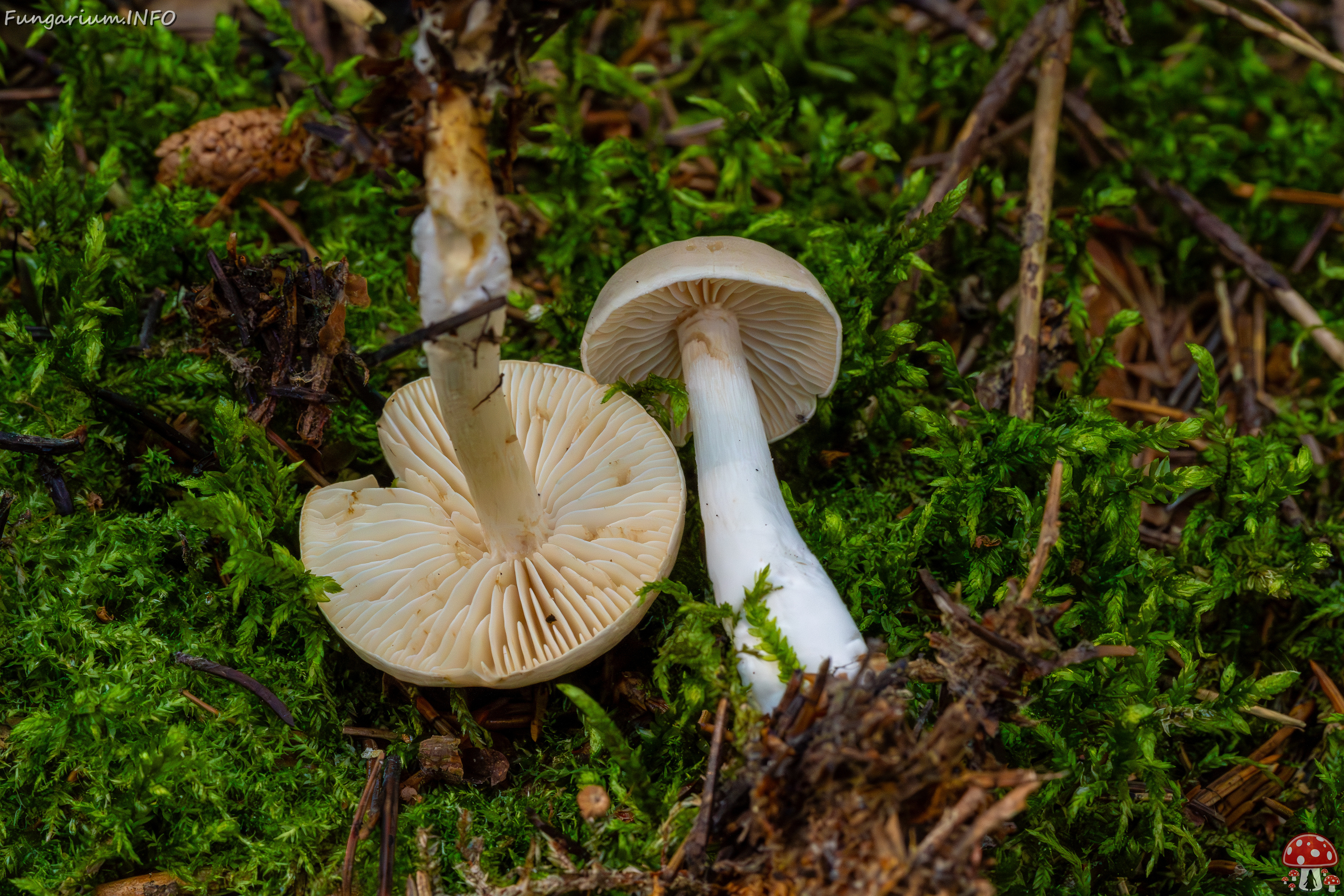 tricholoma-inamoenum_1-14 