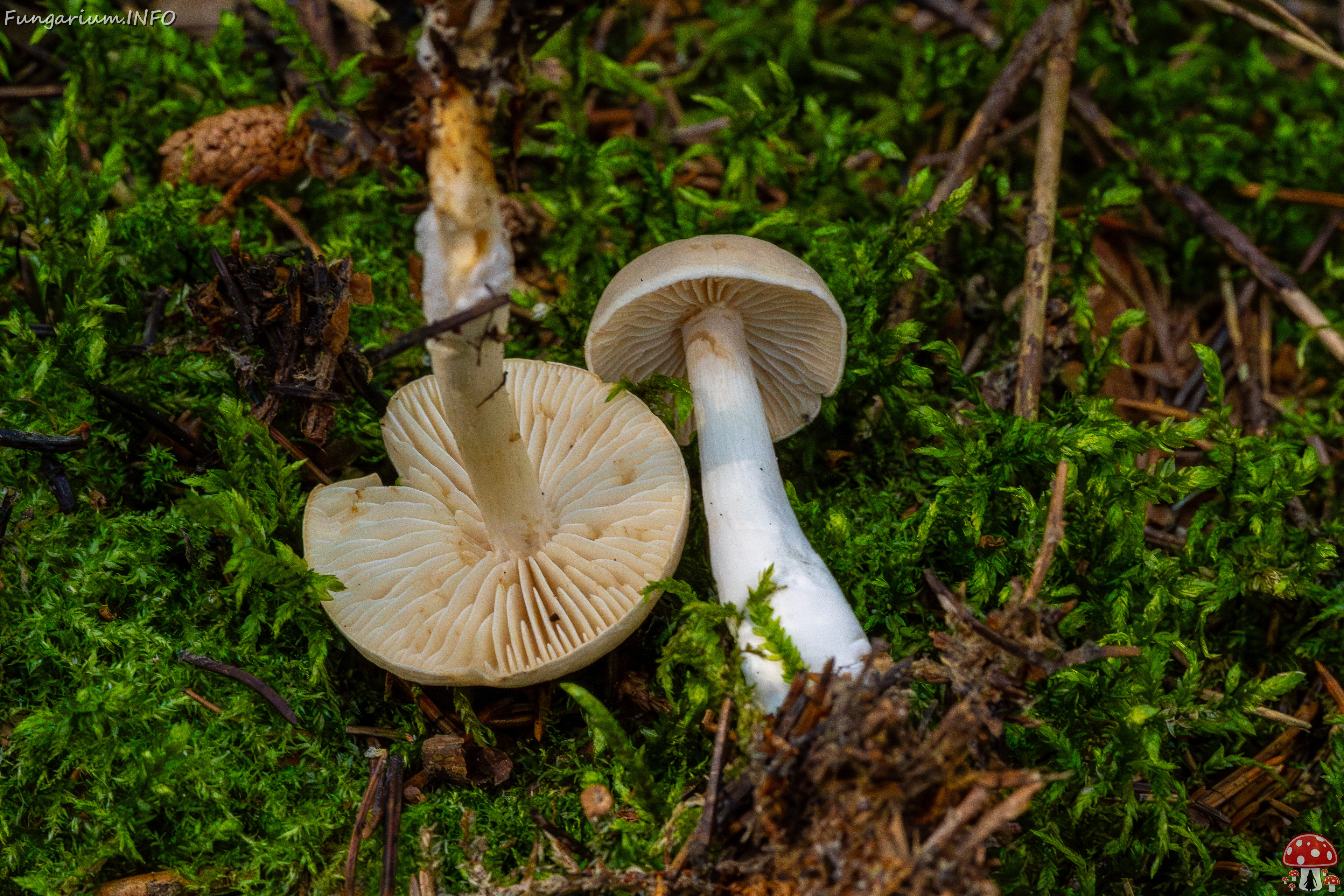 tricholoma-inamoenum_1-15 