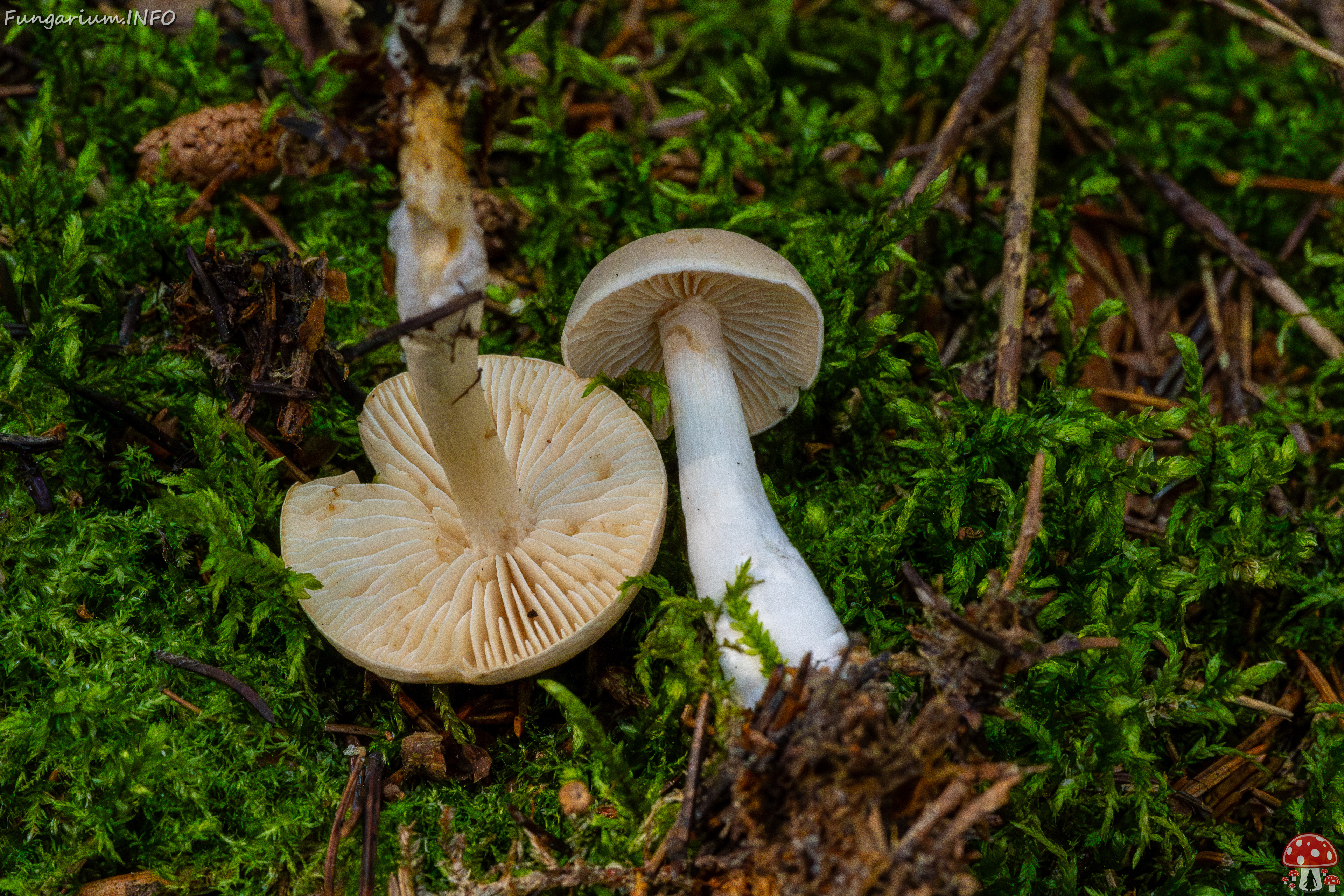 tricholoma-inamoenum_1-16 