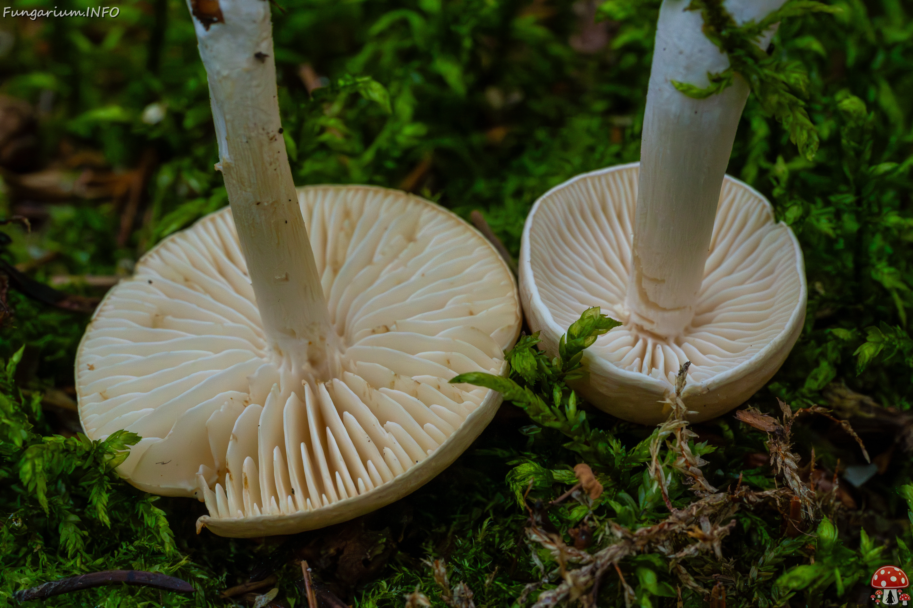 tricholoma-inamoenum_1-18 